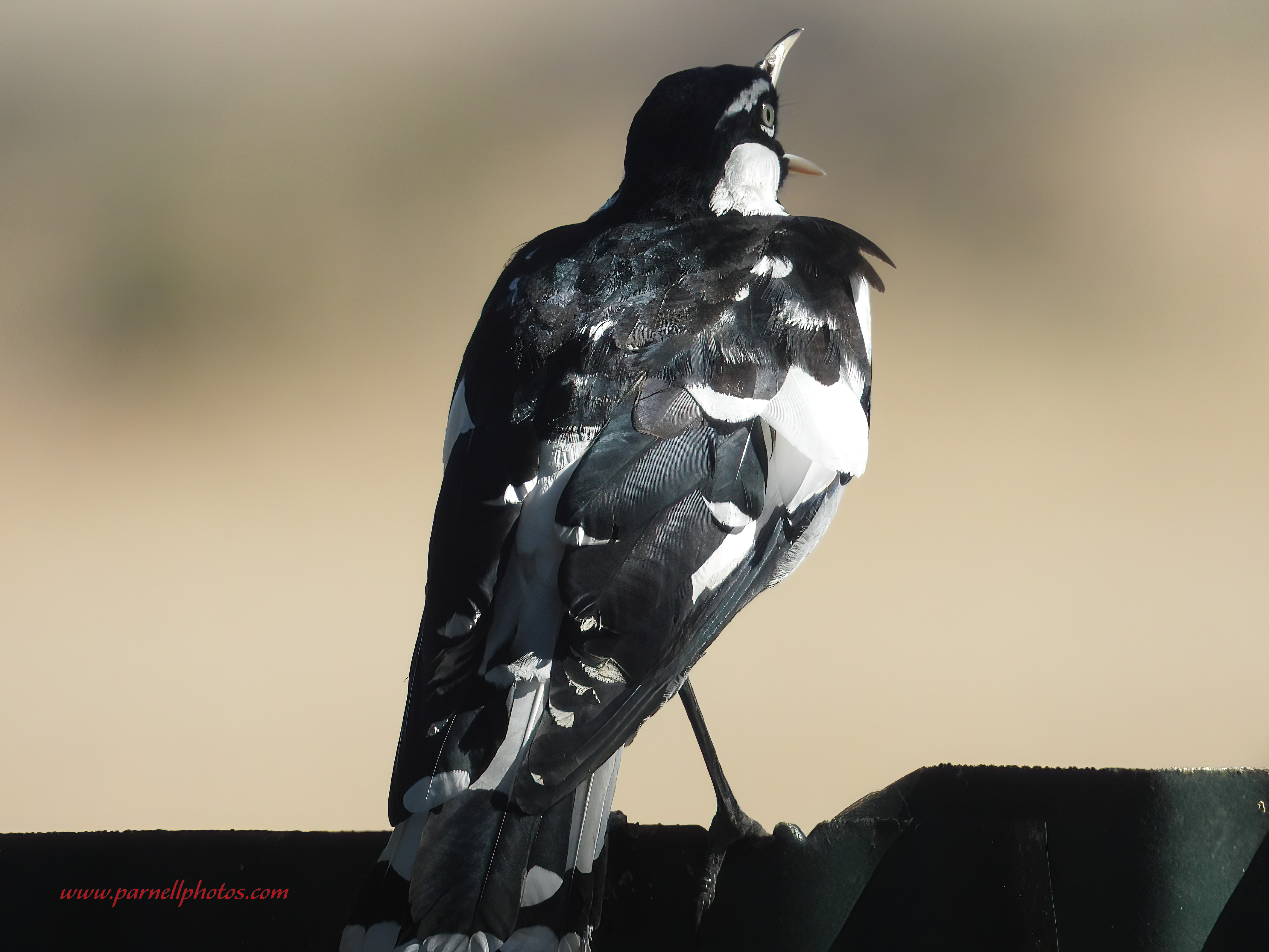 Magpie-lark Singing