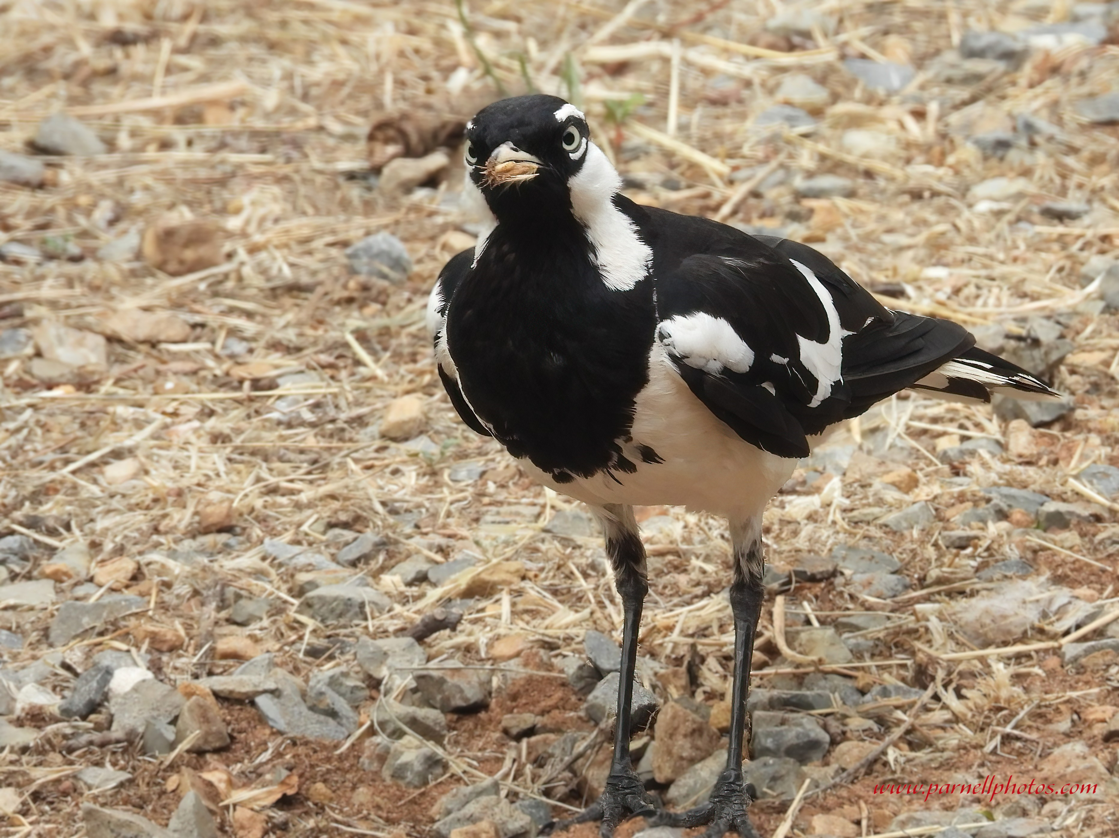 Magpie-lark in Garden