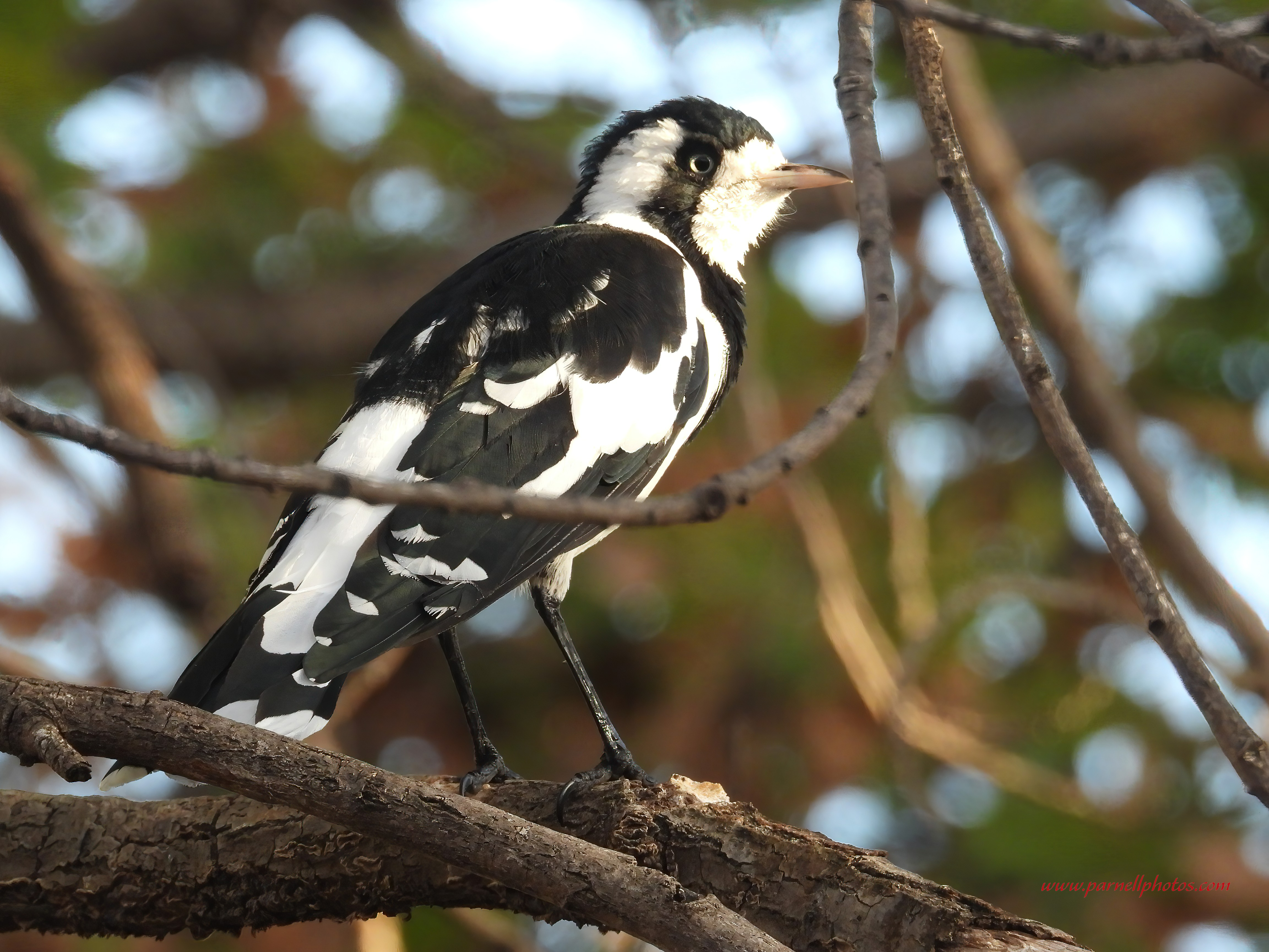 Magpie-lark in Tree After Bath