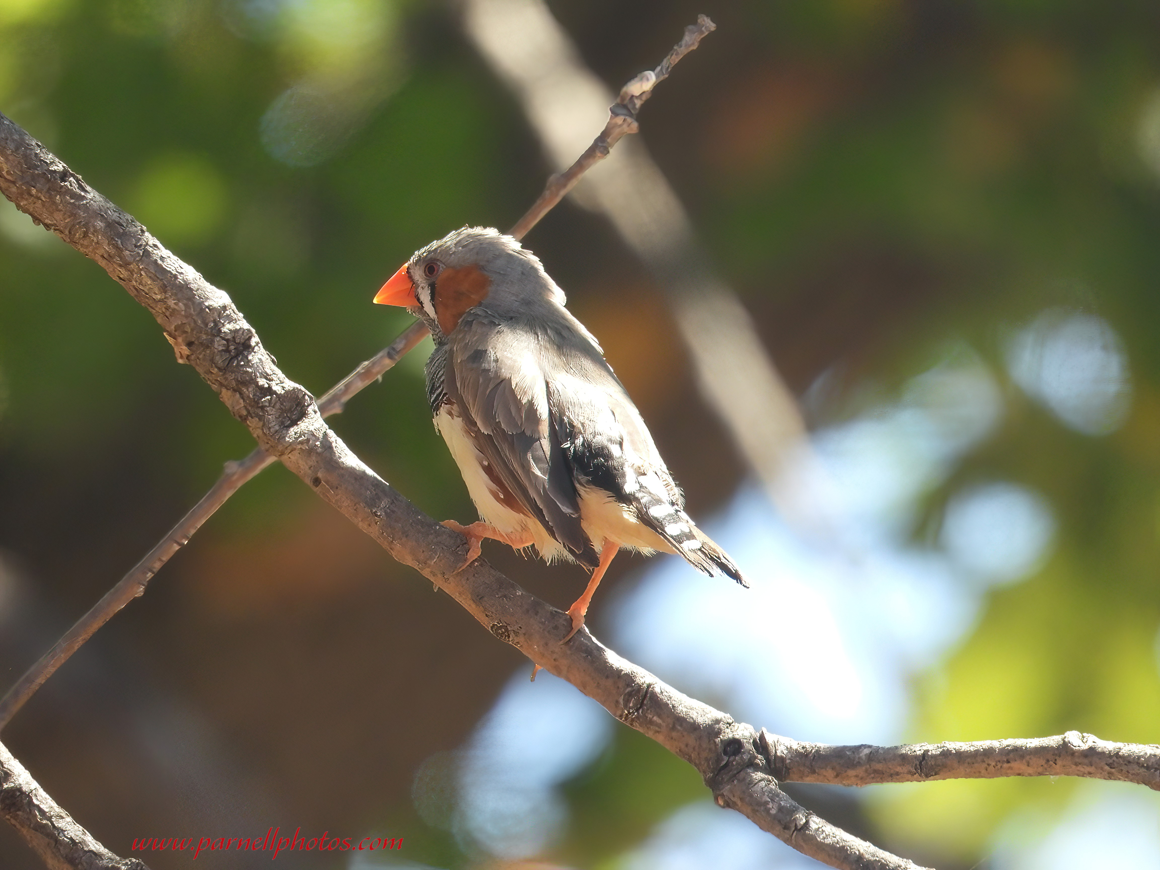 Male Australian Zebra Finch 