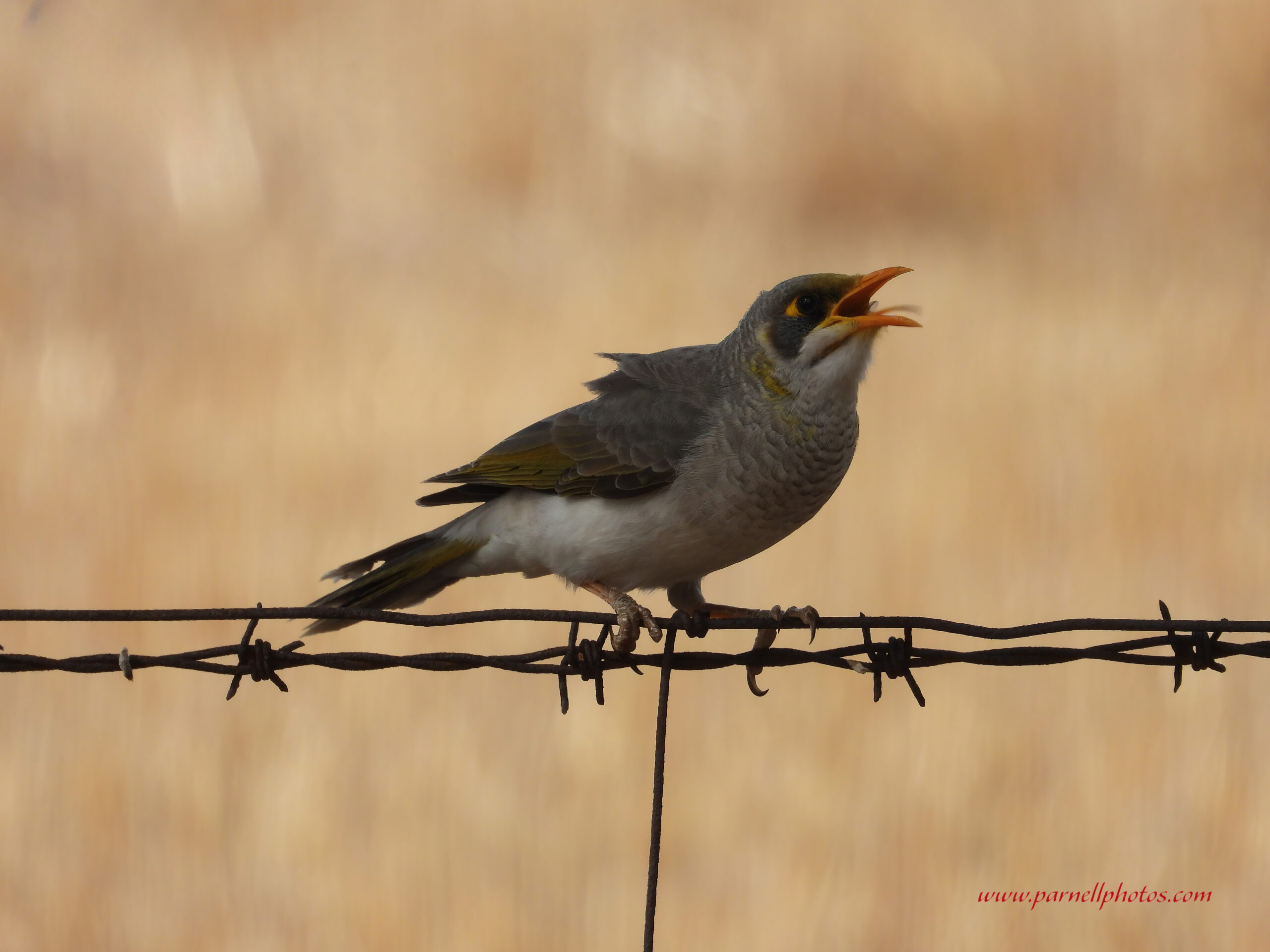 Miner Bird Digesting Dinner