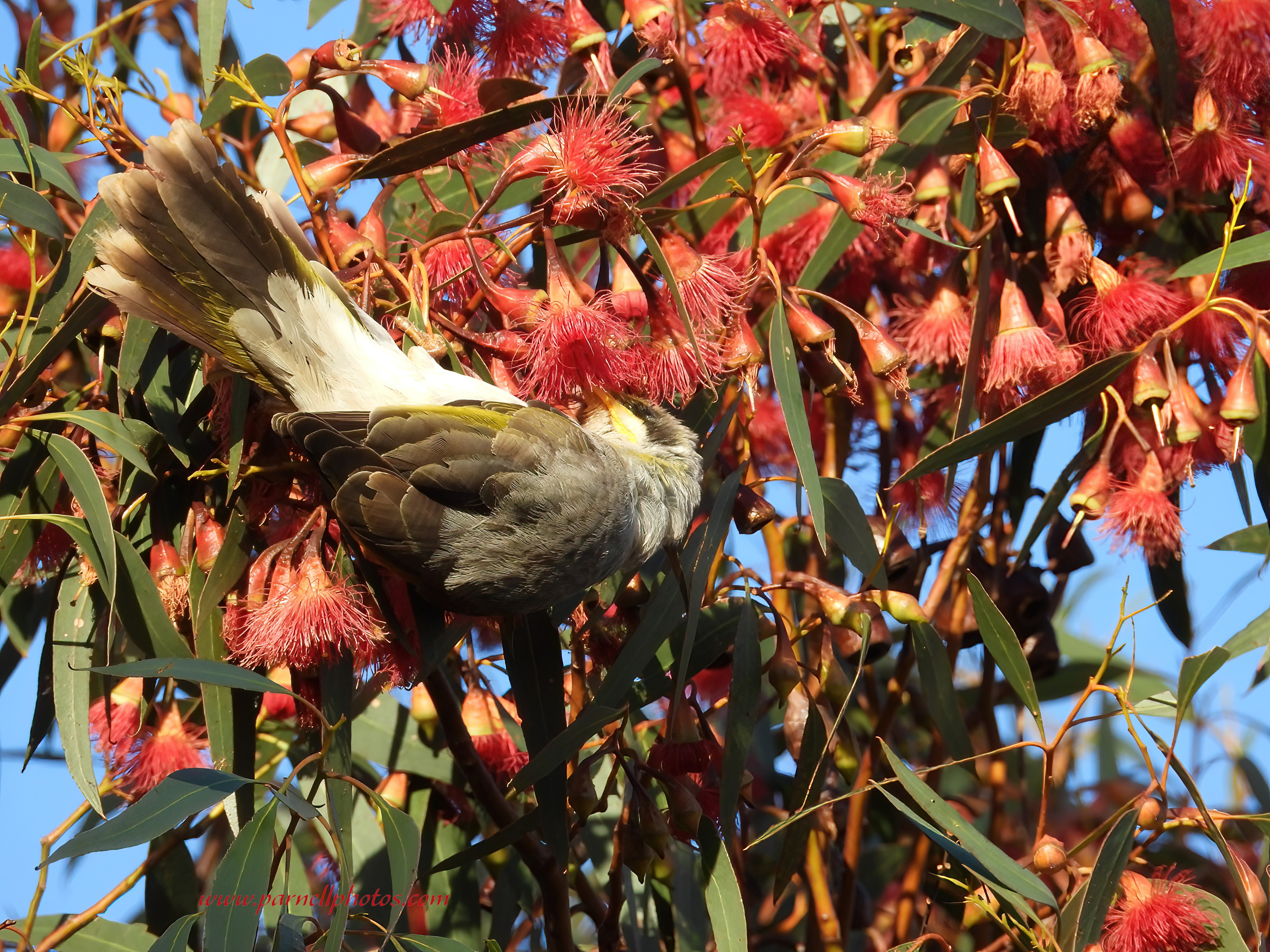 Miner Bird Eating