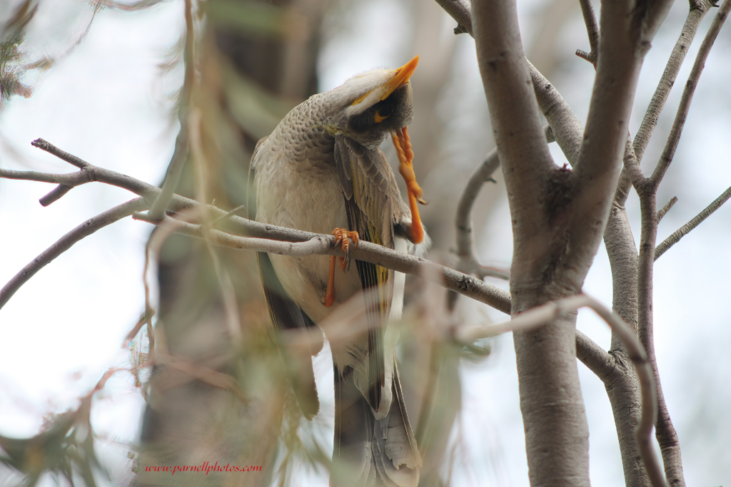 Miner Bird Scratching