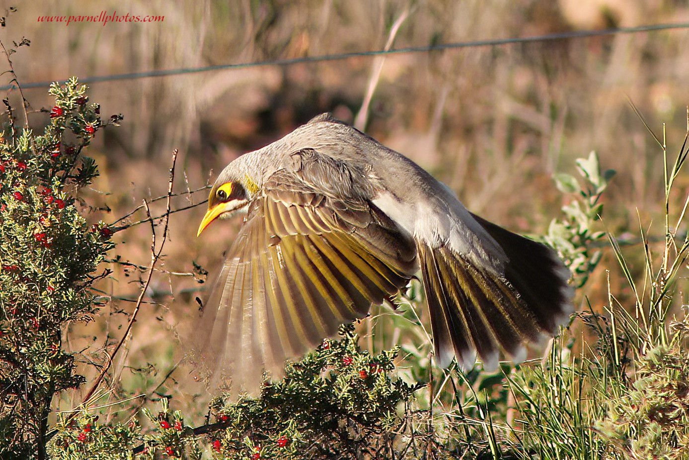 Miner Bird Flying