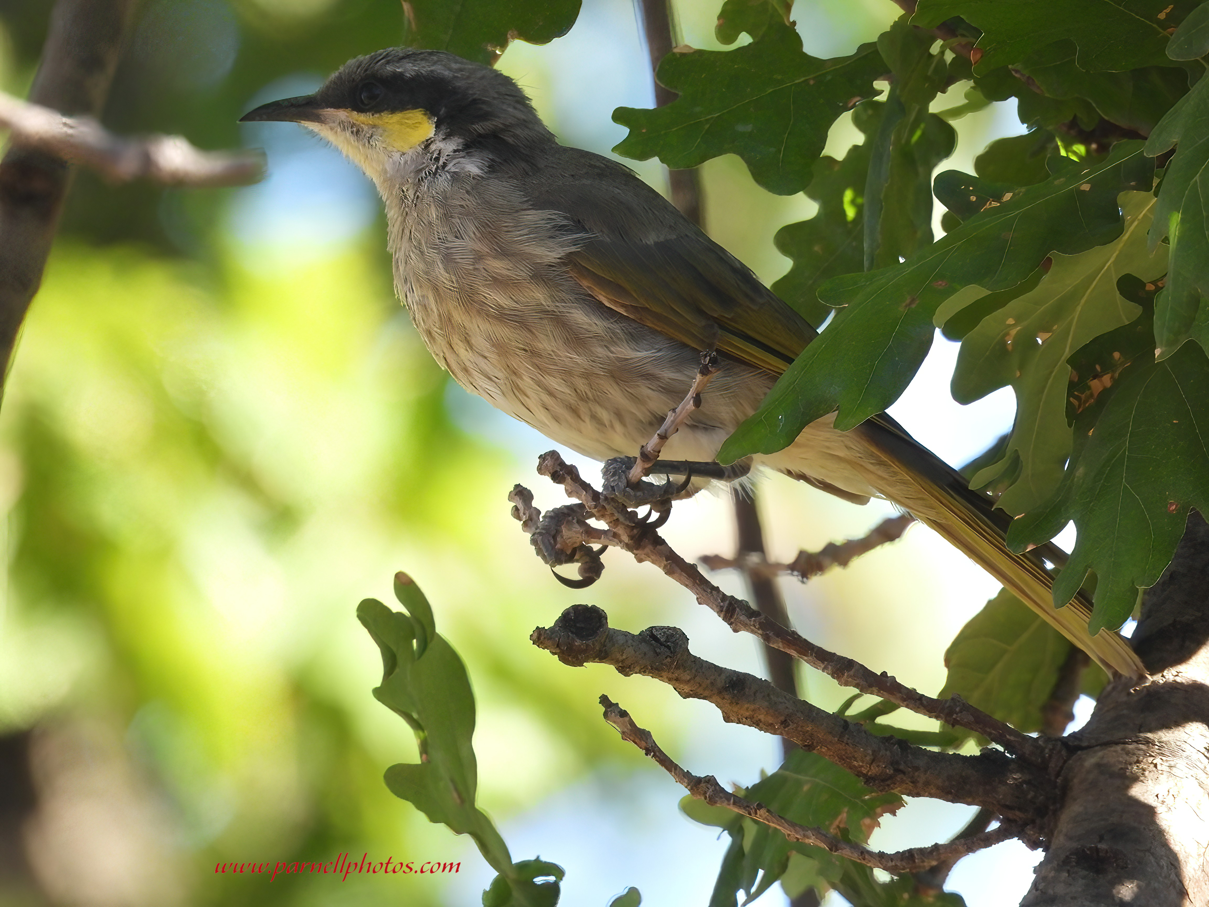 More Singing Honeyeater