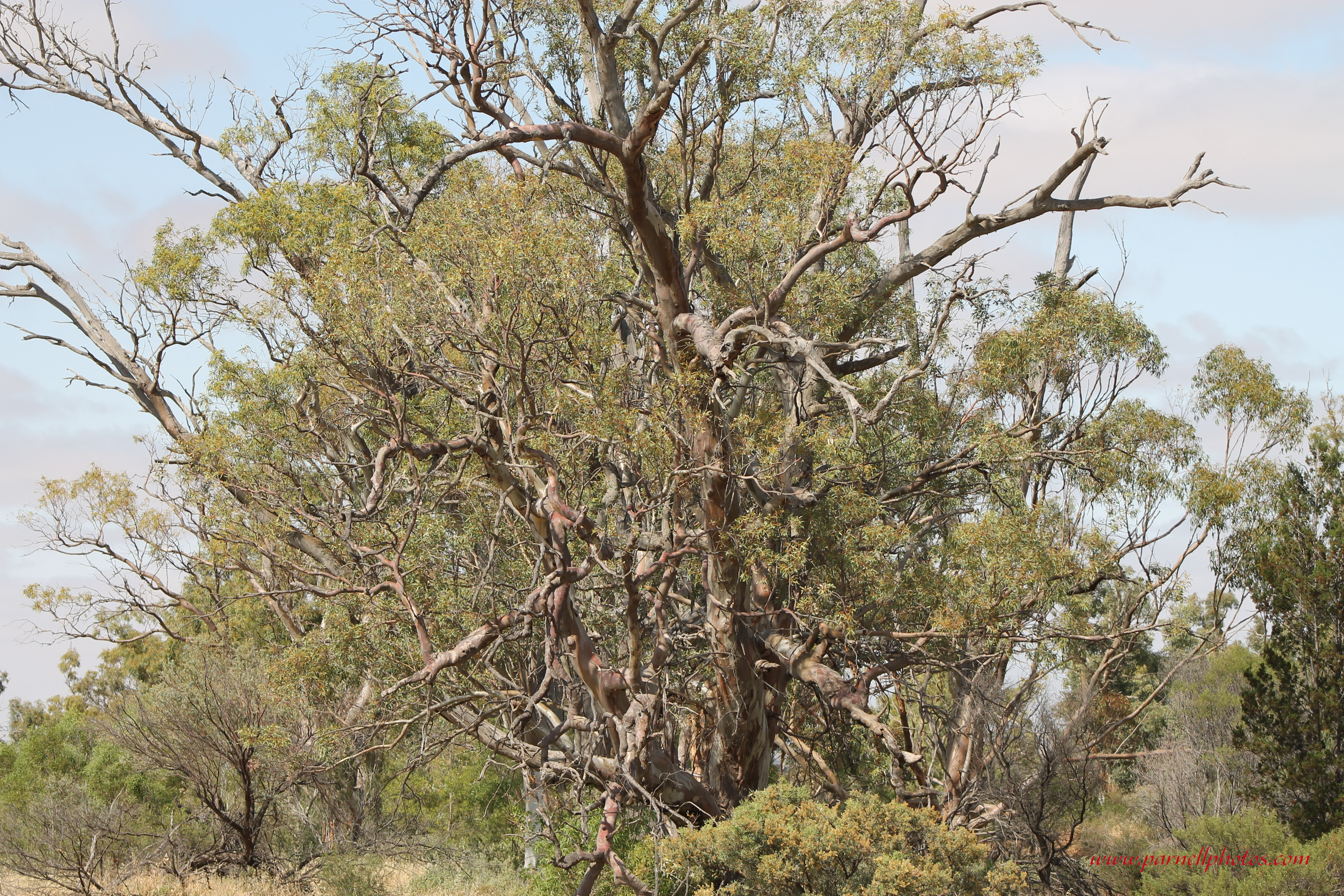 Nelshaby Tree