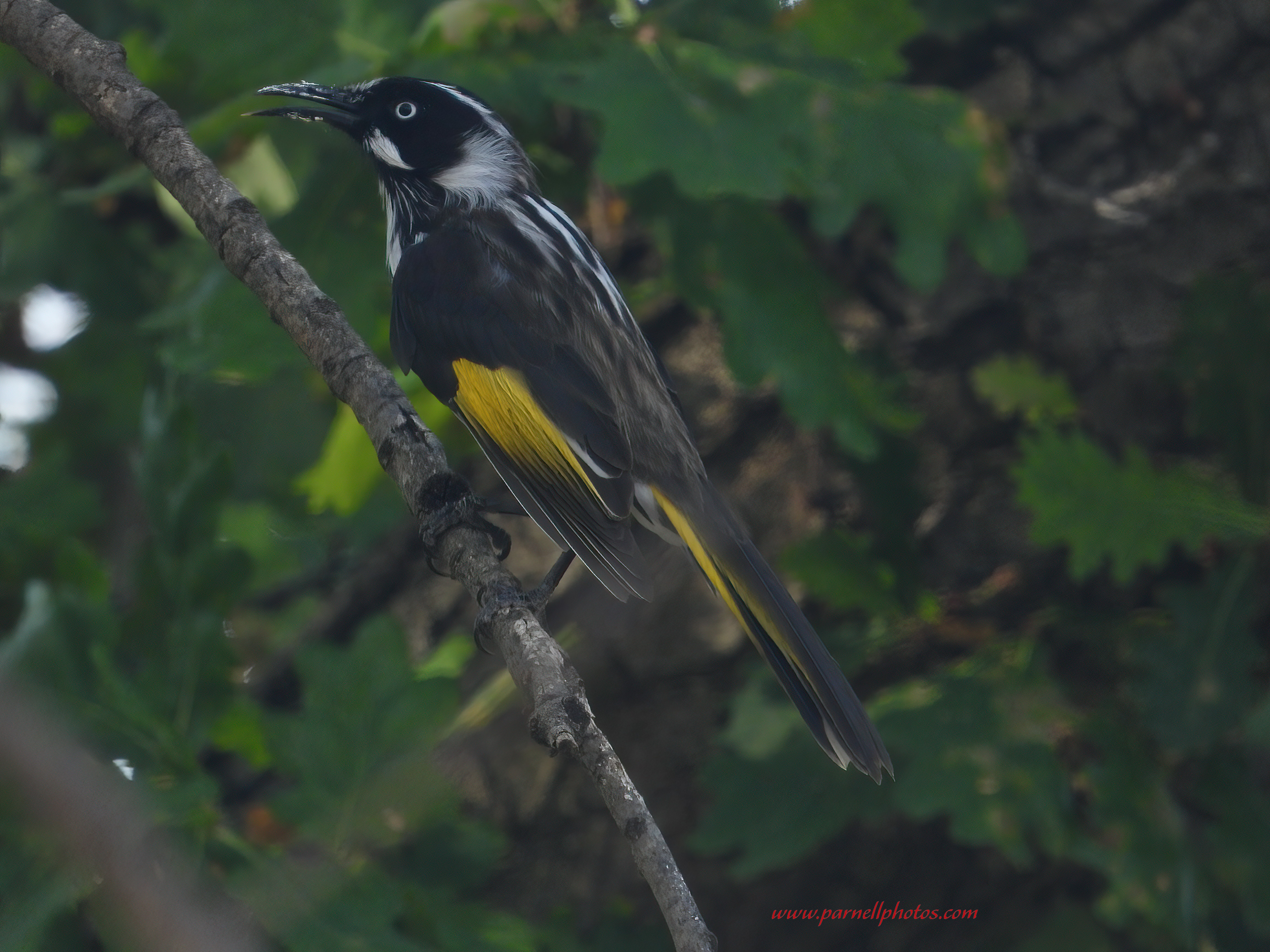 New Holland Honeyeater in Tree