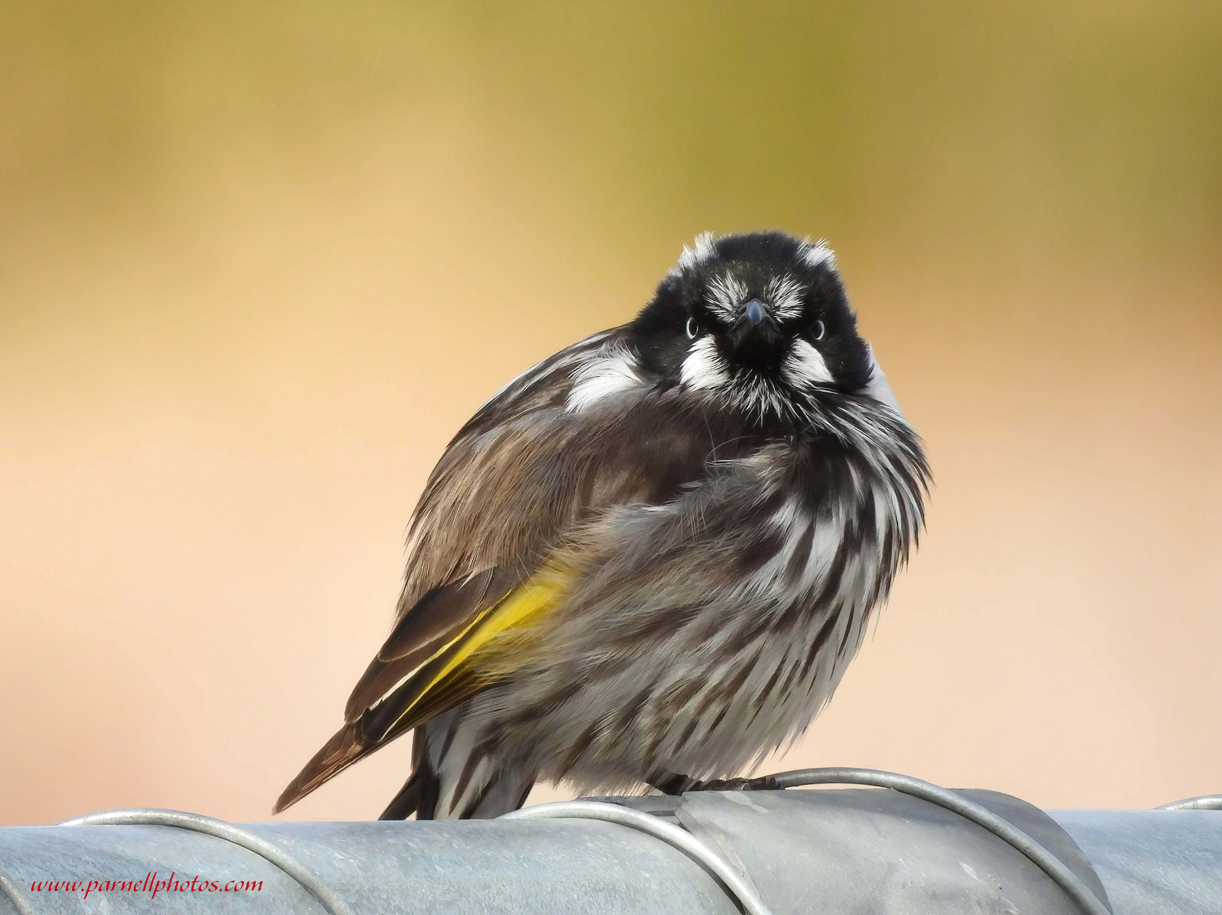 New Holland Honeyeater on Fence