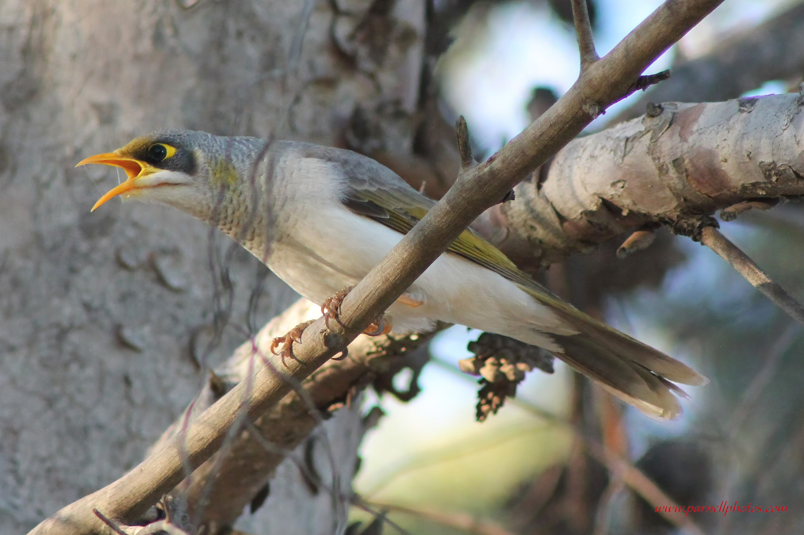 Noisy Miner Bird 