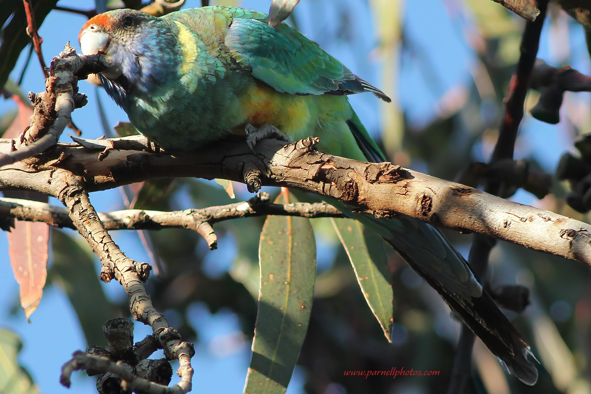 Mallee Ringneck Gnawing Branch