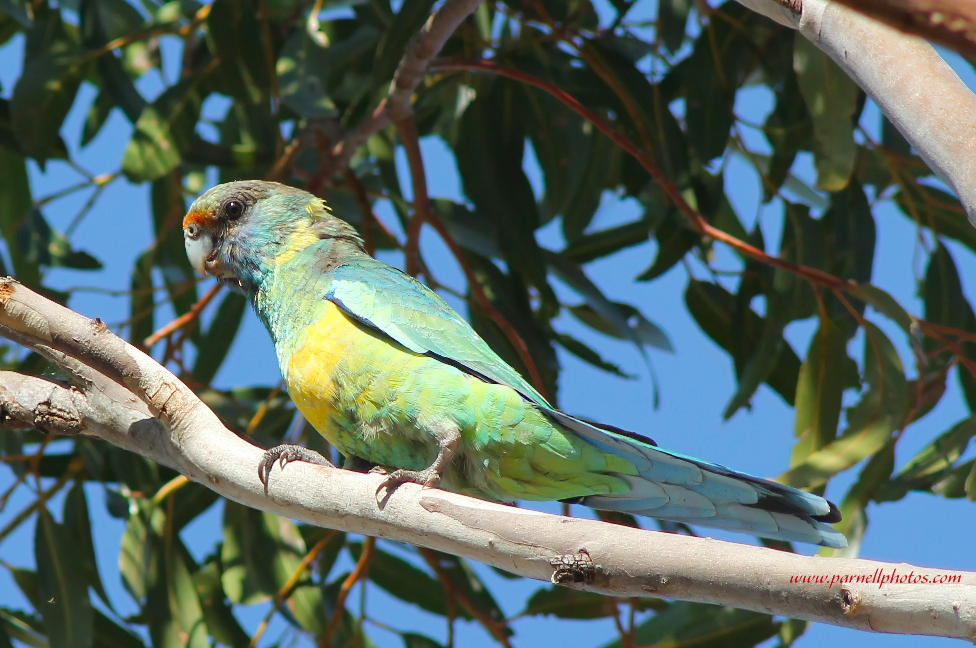 Mallee Ringneck on Branch