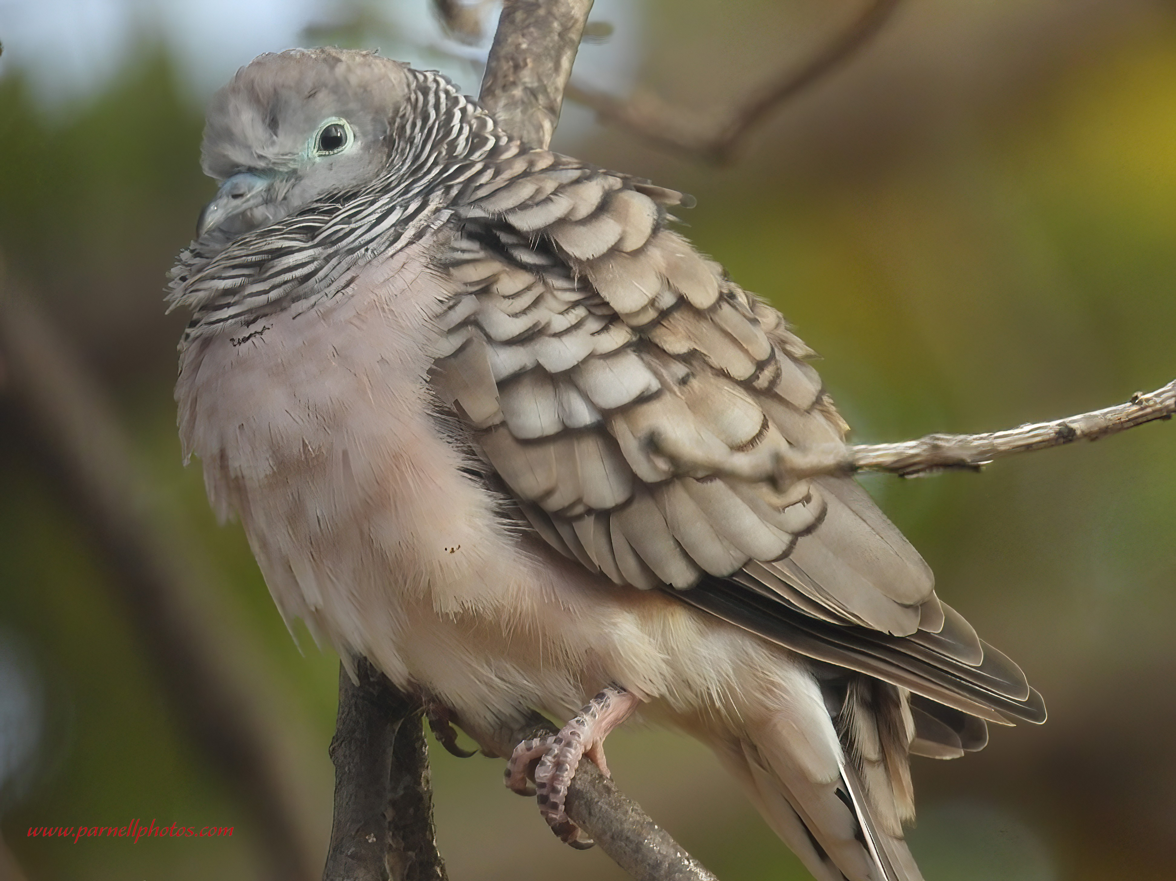 Peaceful Dove Closeup