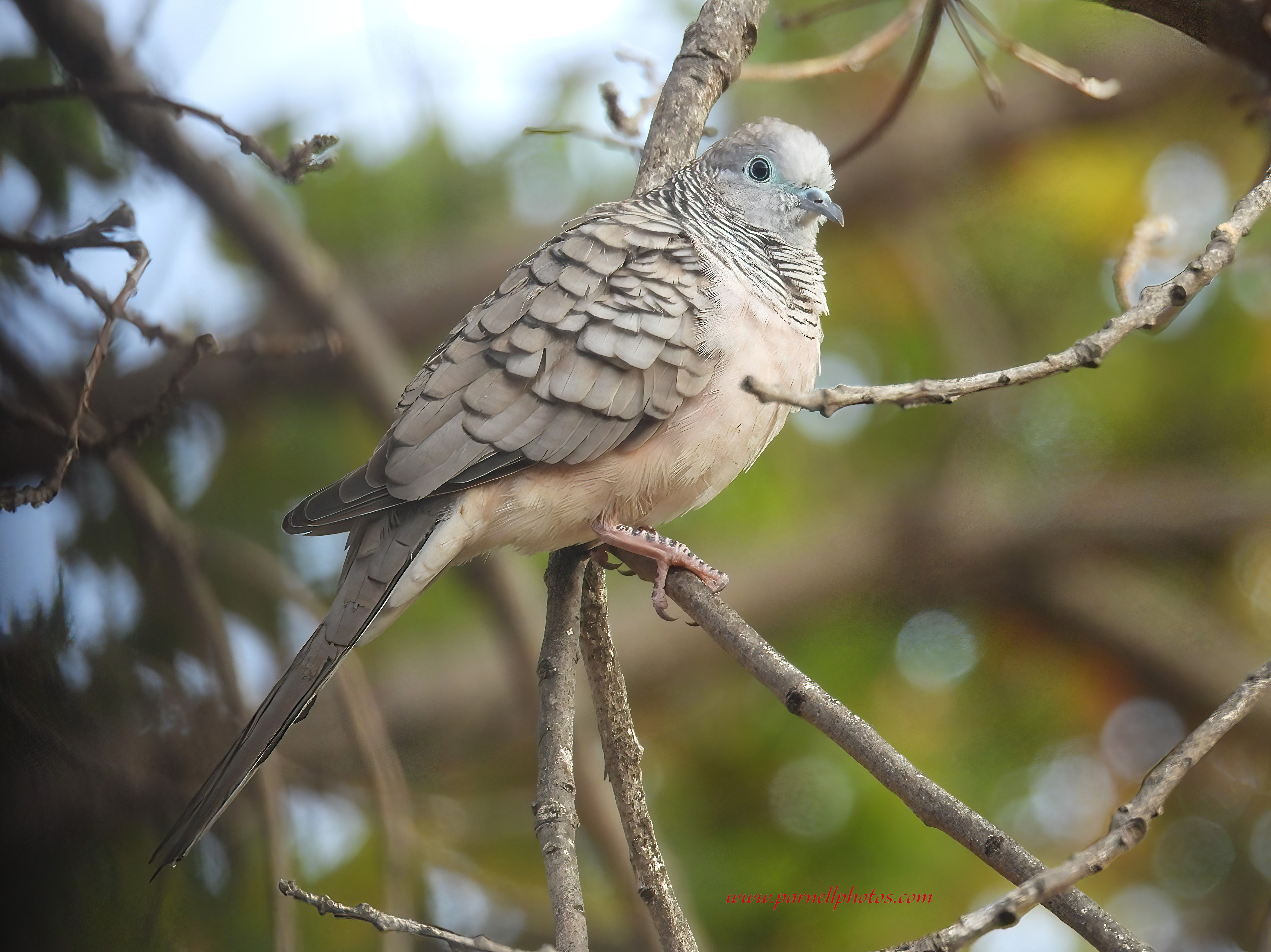 Peaceful Dove Keeping Cool