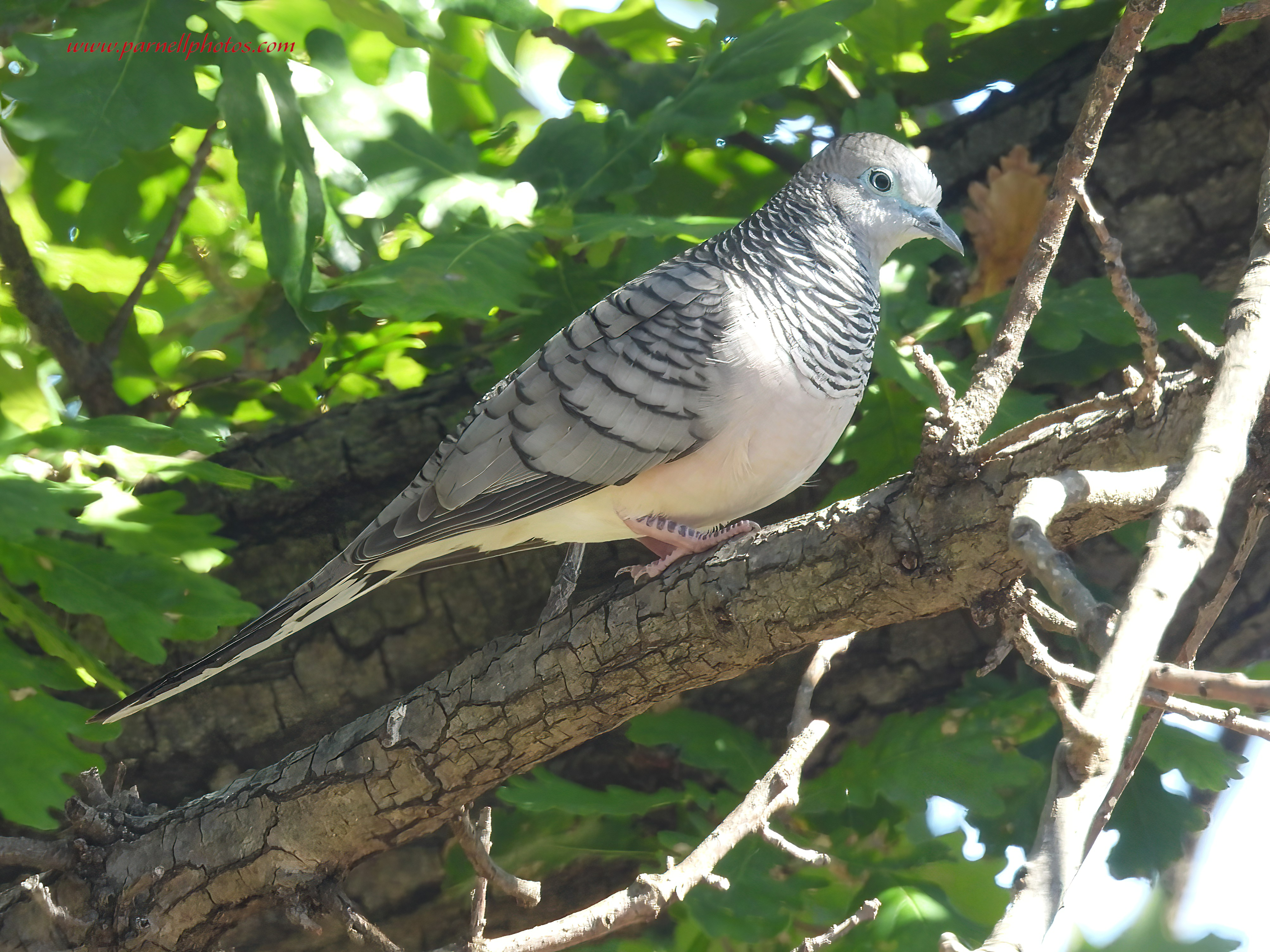 Peaceful Dove in Tree