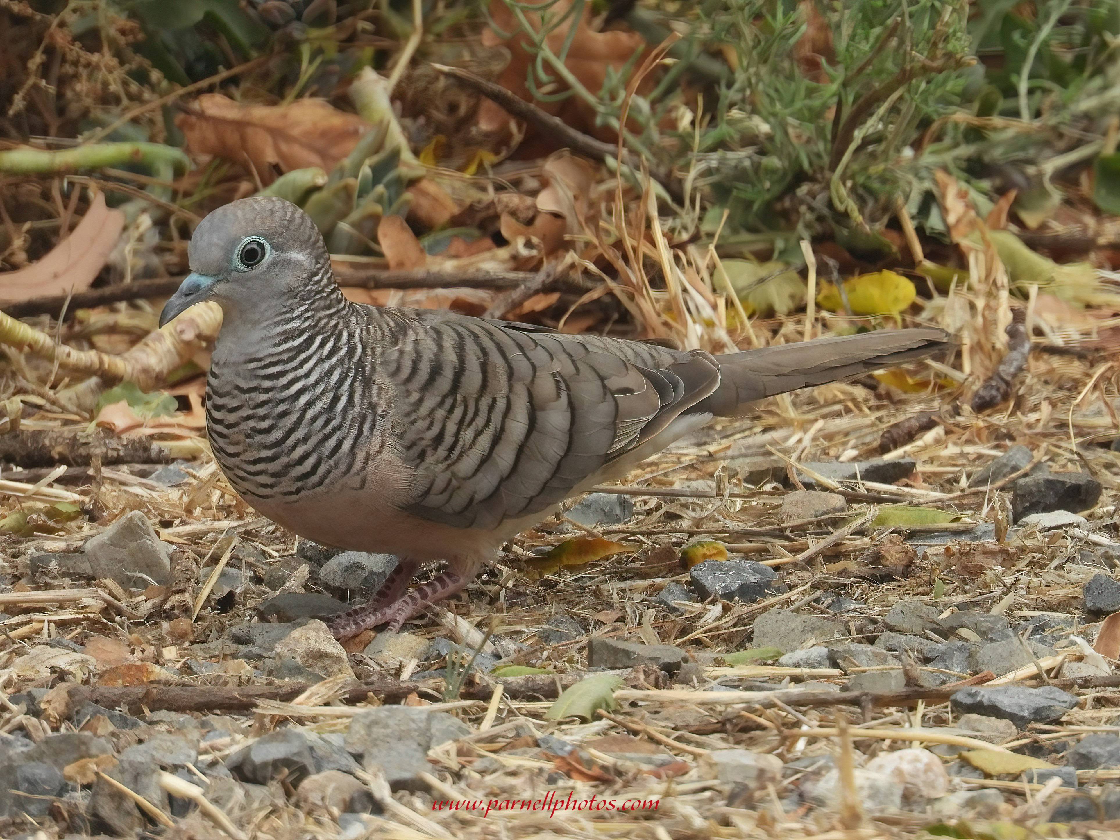 Peaceful Dove on Ground