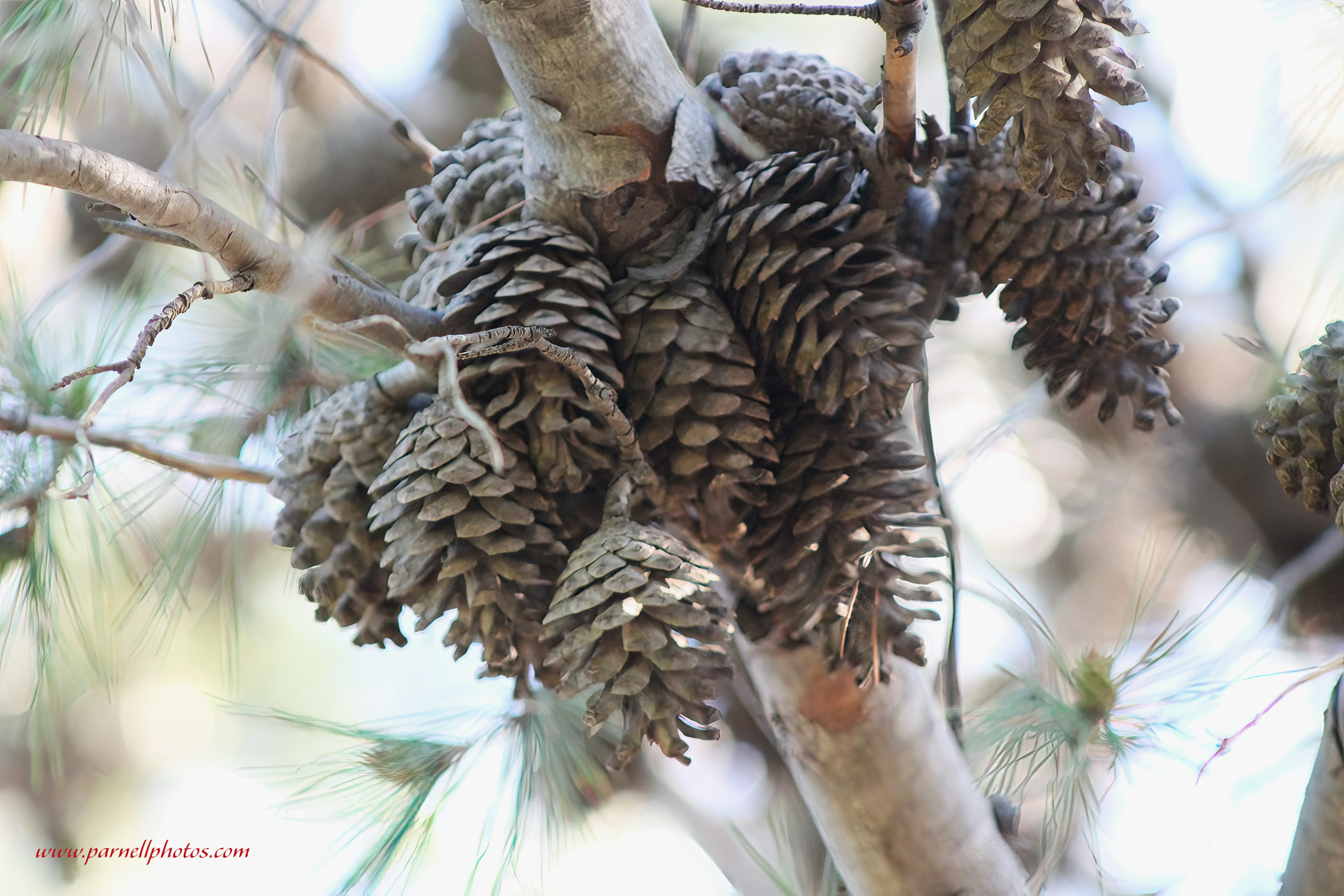 Pine Cones