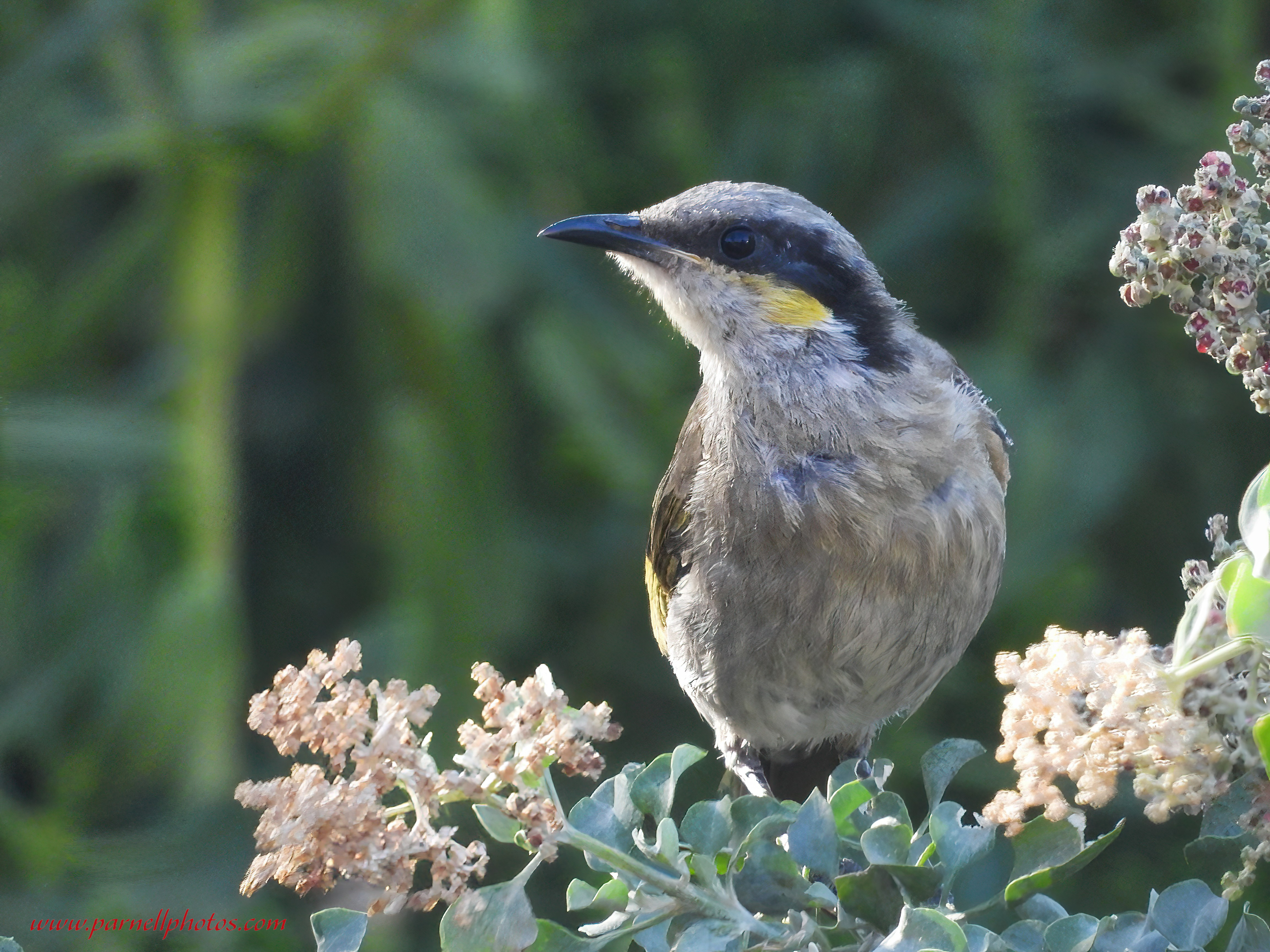 Precious Singing Honeyeater