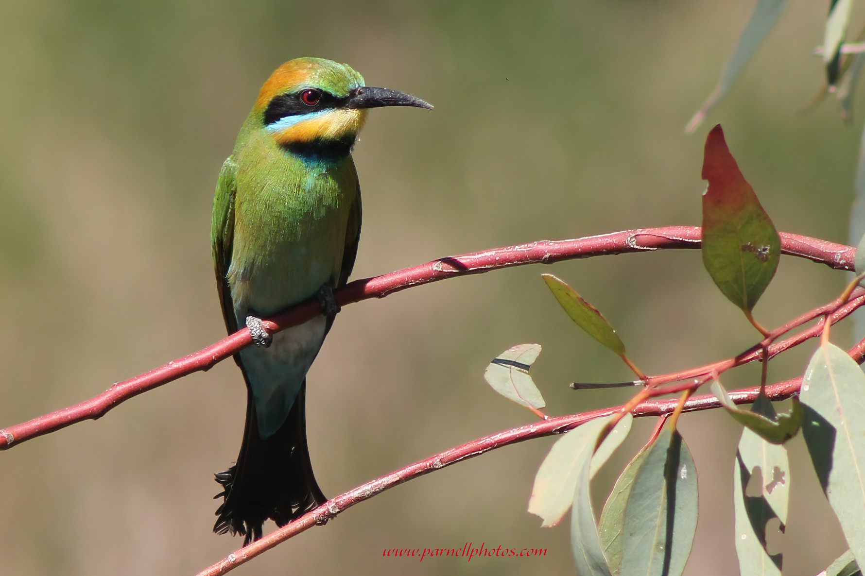 Rainbow Bee-eater on Limb