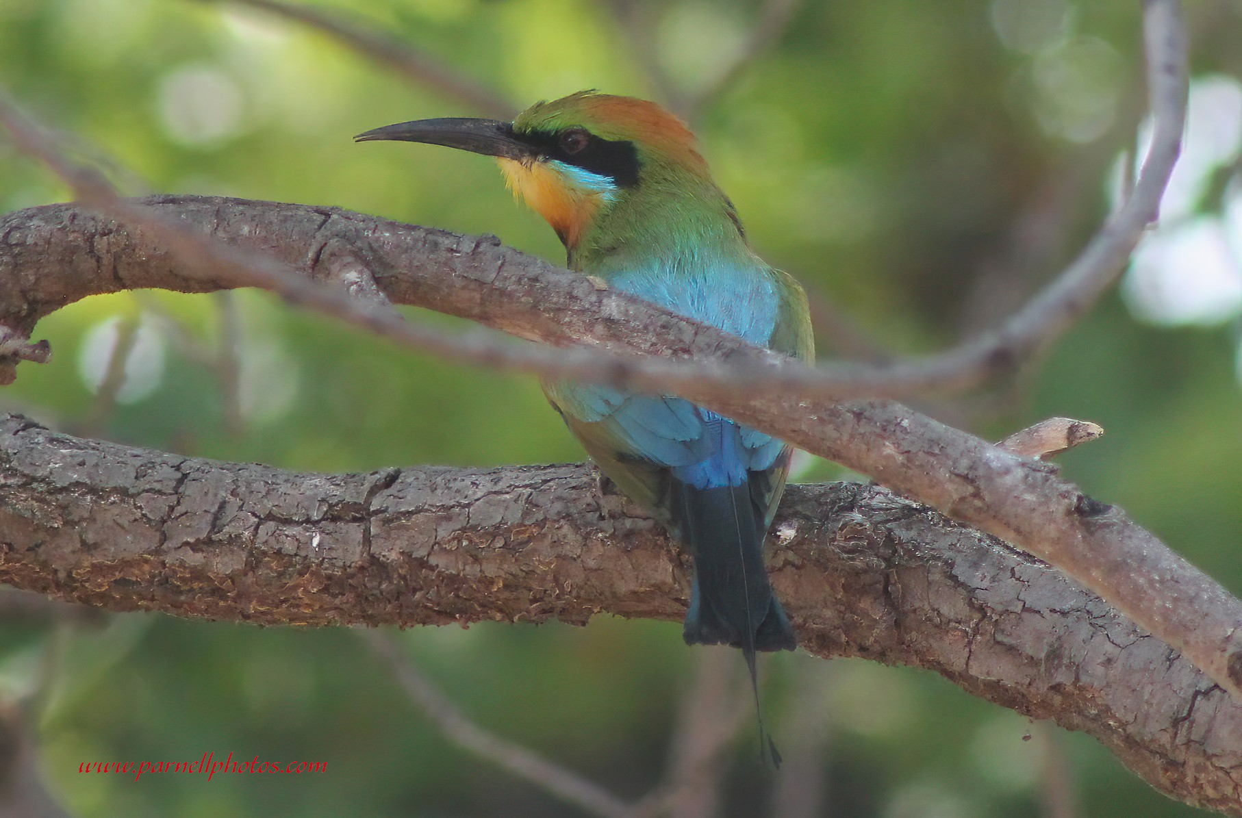 Rainbow Bee-eater Outside Window