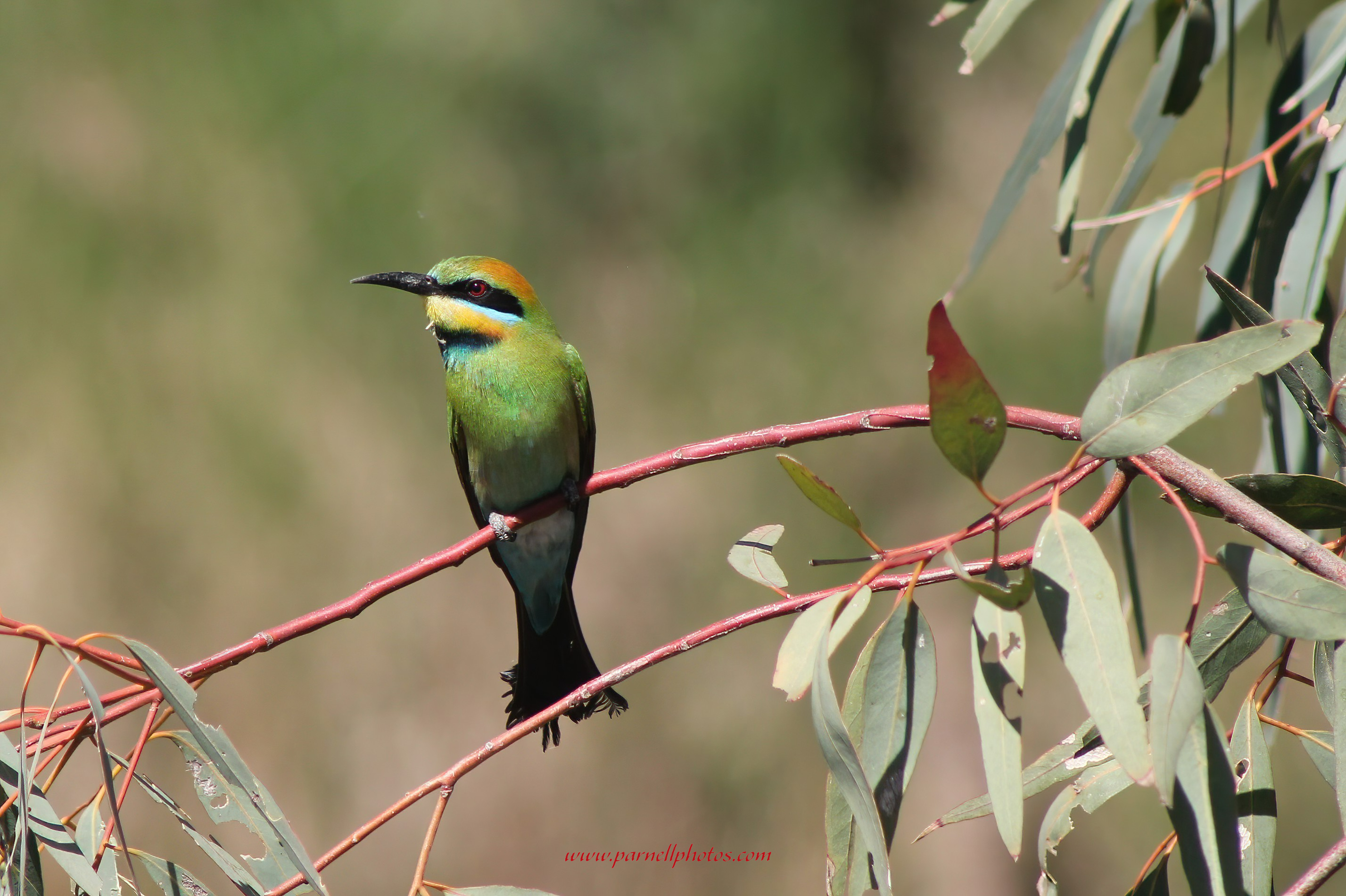 Rainbow Bee-eater Redhill