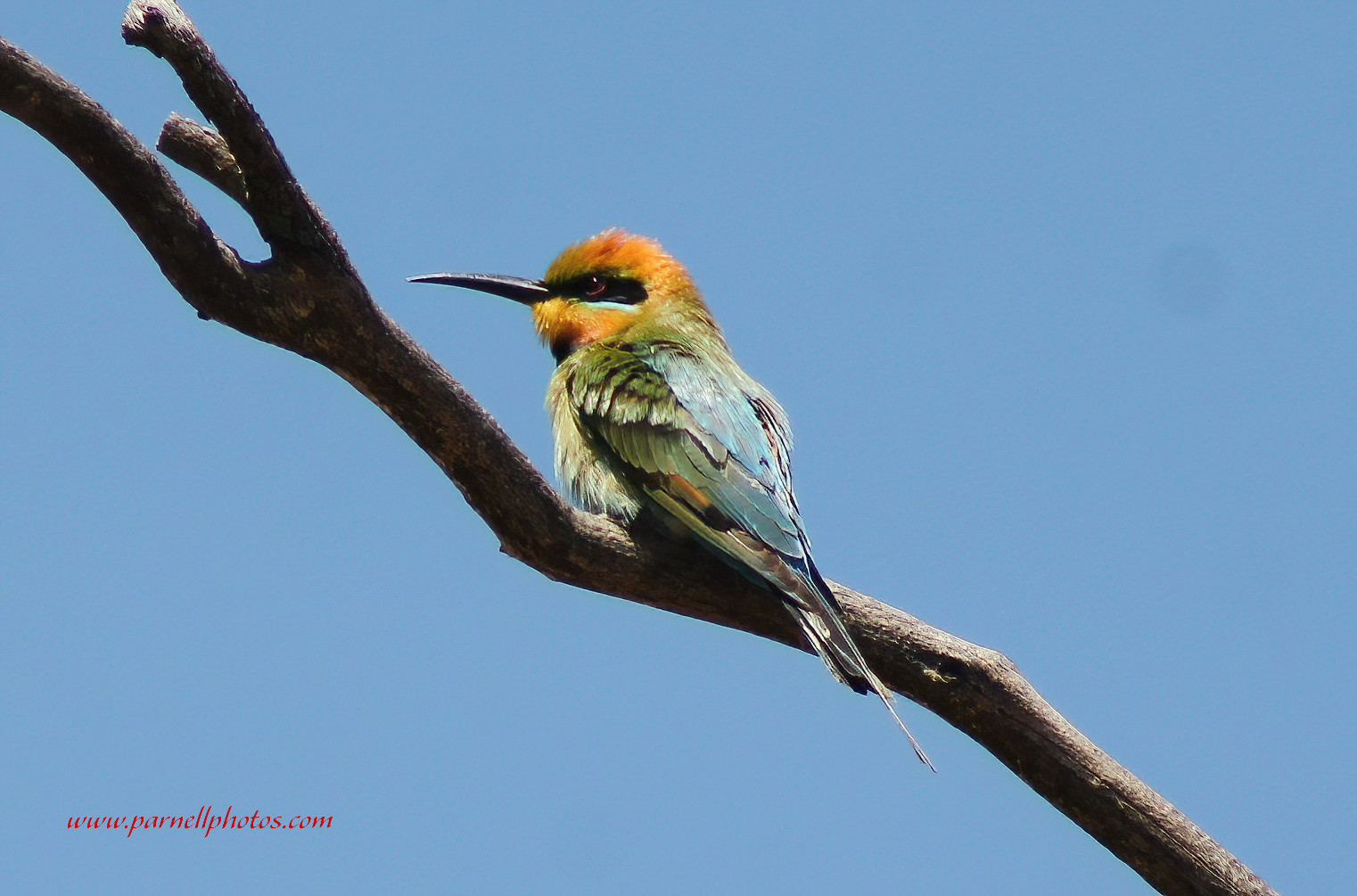 Rainbow Bee-eater