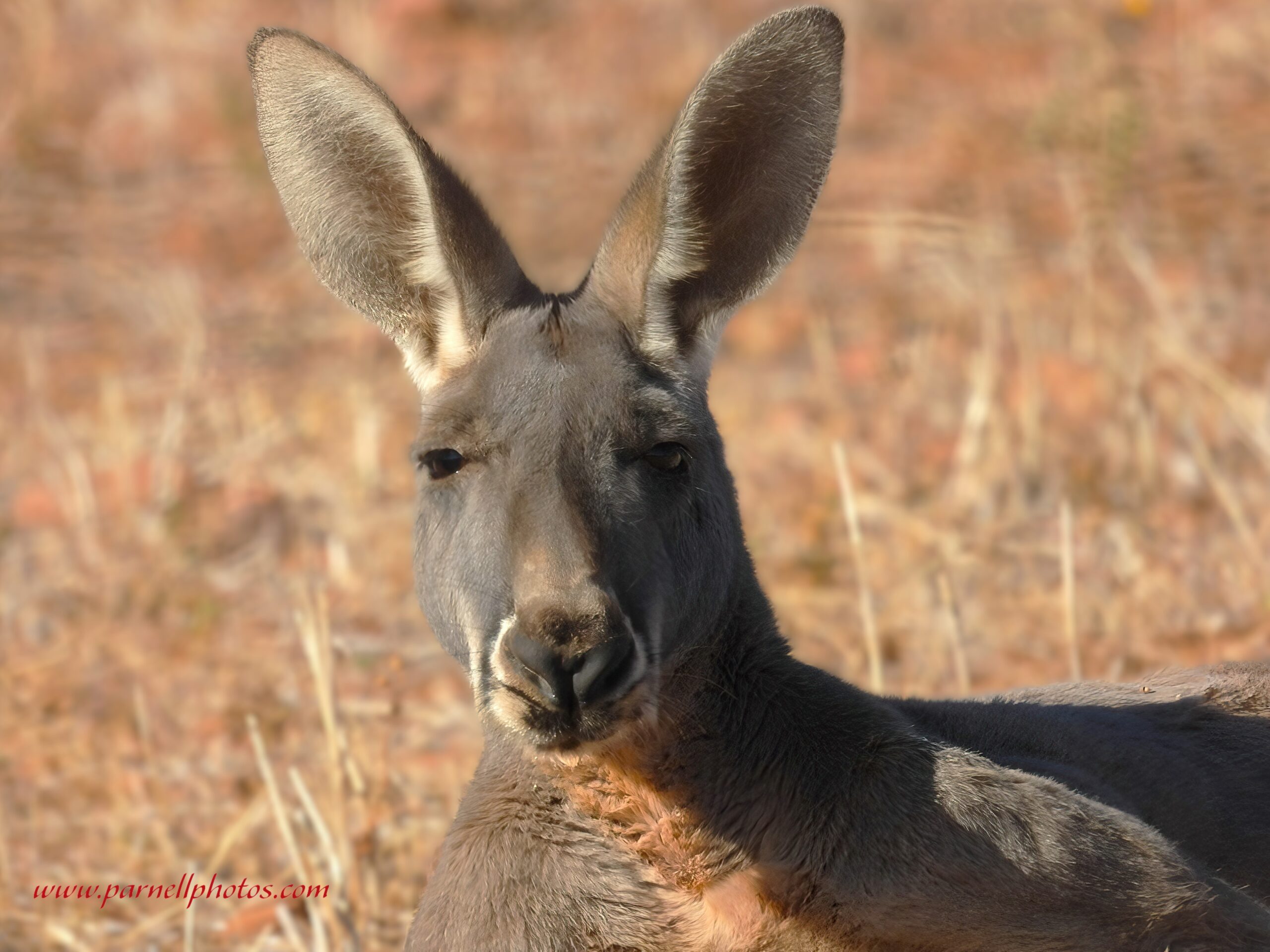 Red Kangaroo Close-up