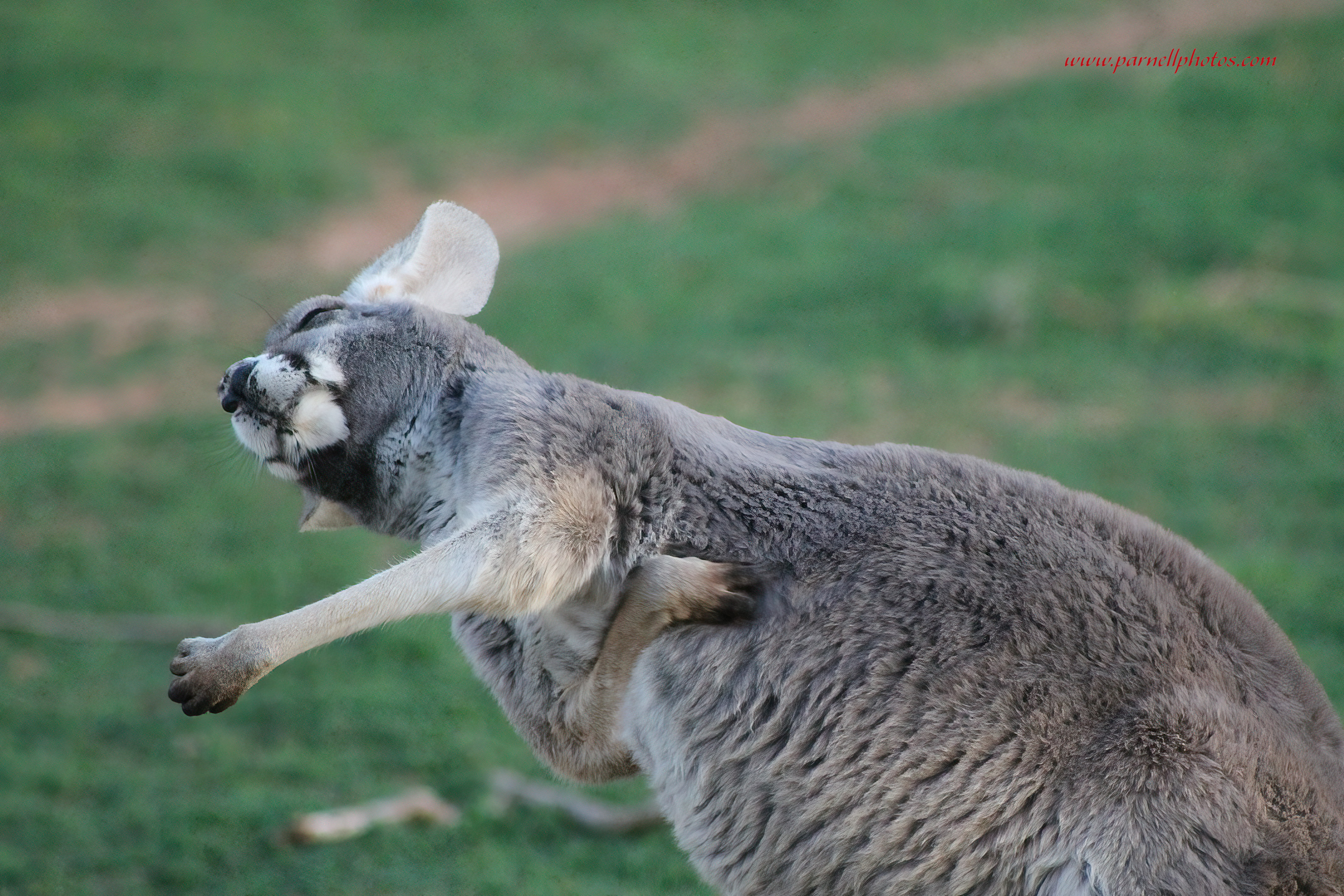 Red Kangaroo Having Fun