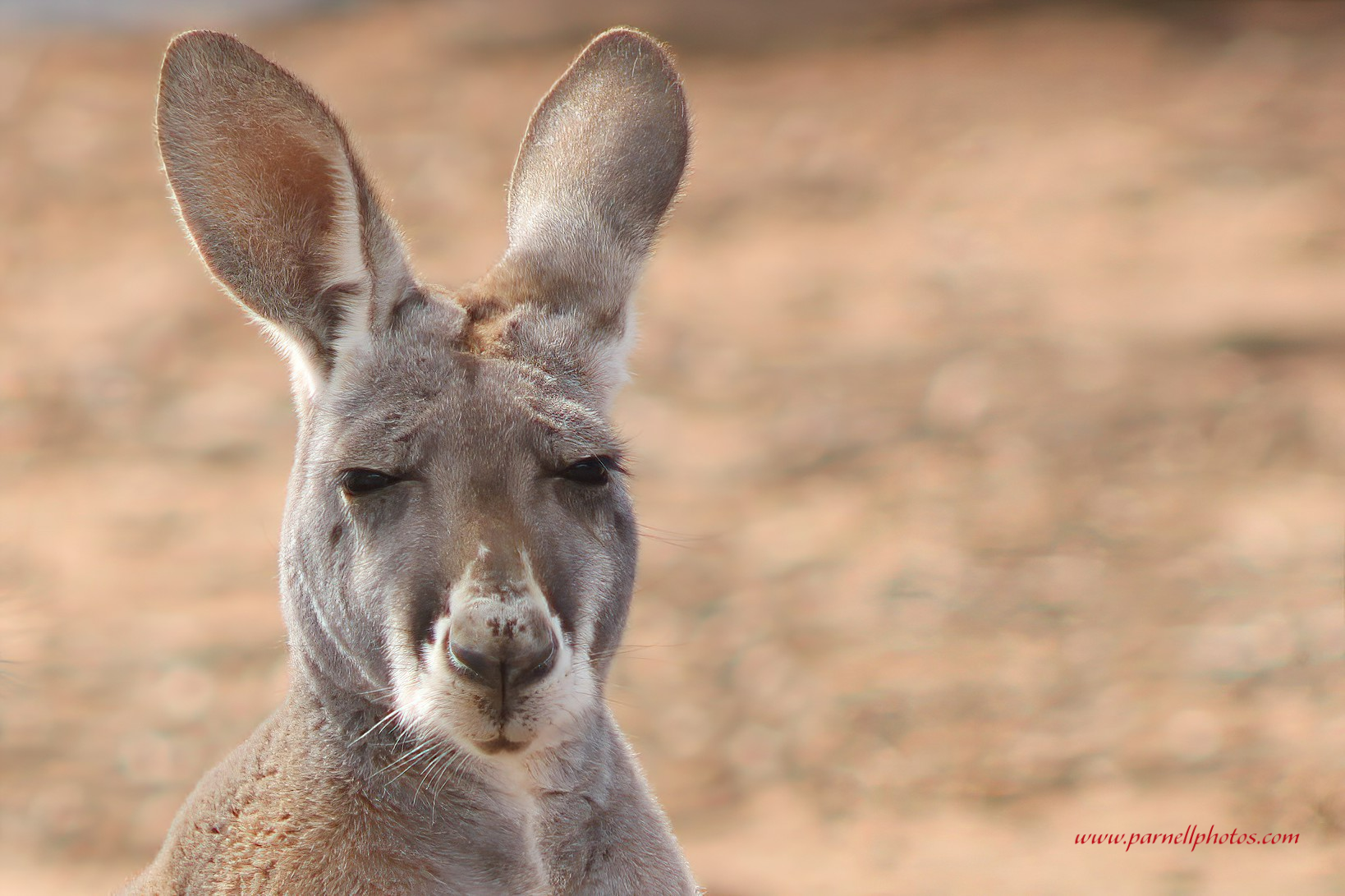 Red Kangaroo Head