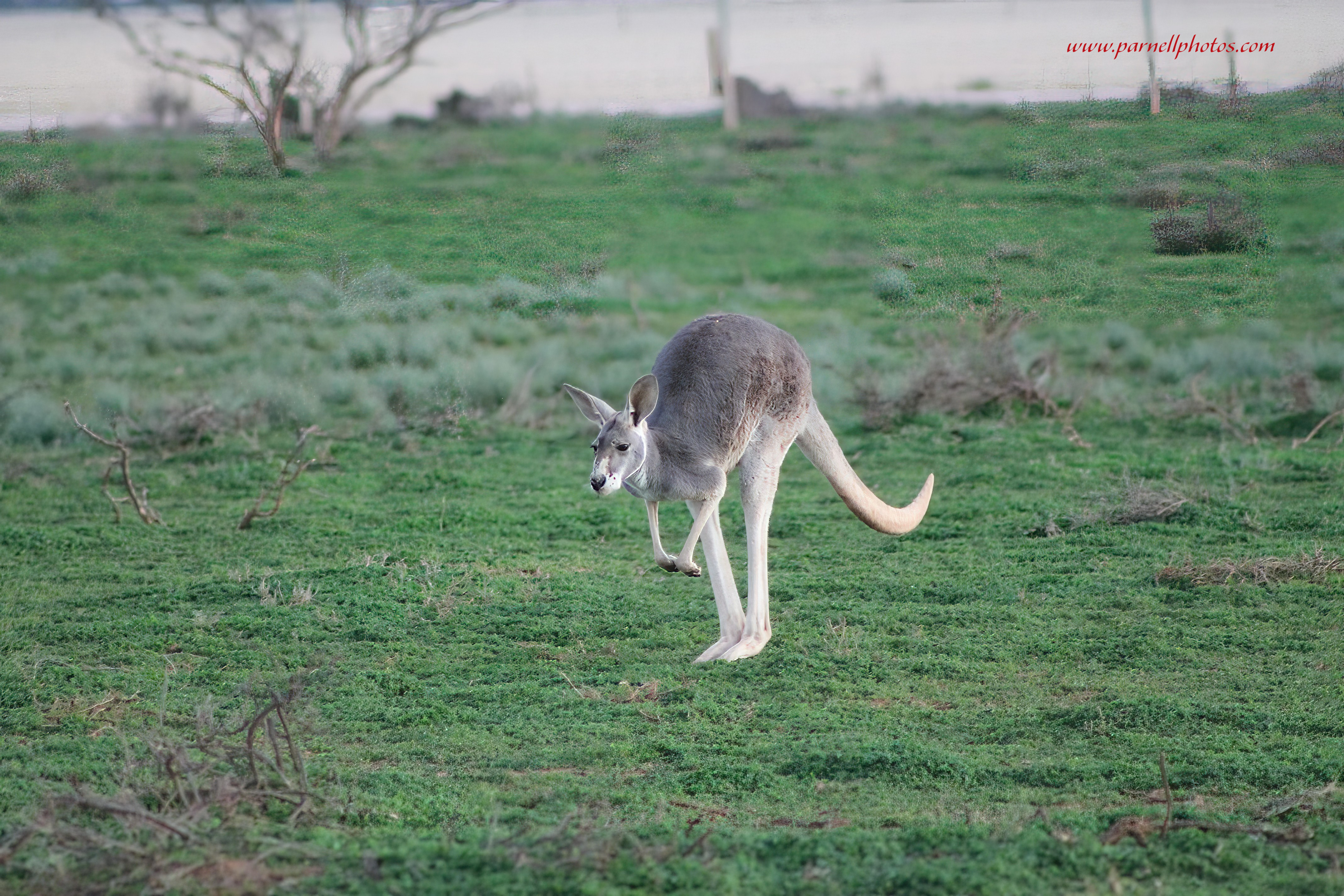 Red Kangaroo in Motion