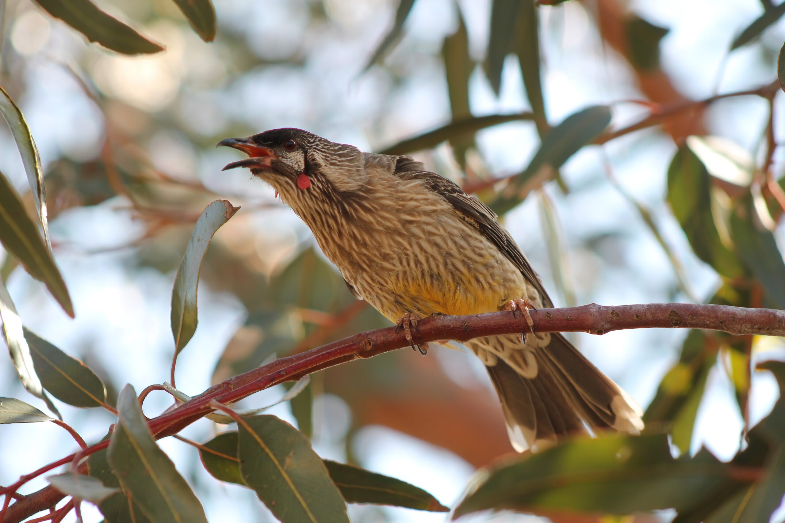 Red Wattlebird Call