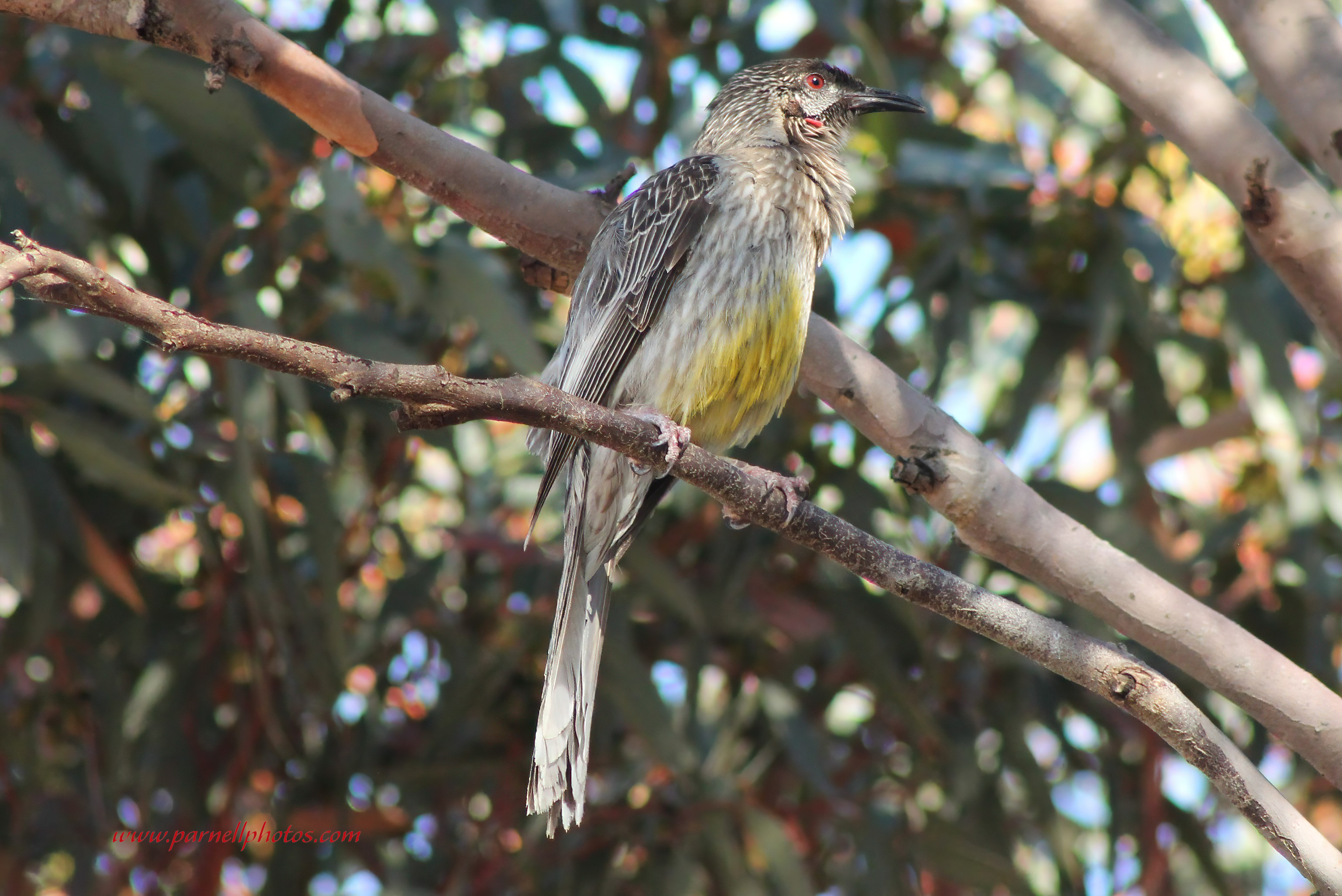 Red Wattlebird