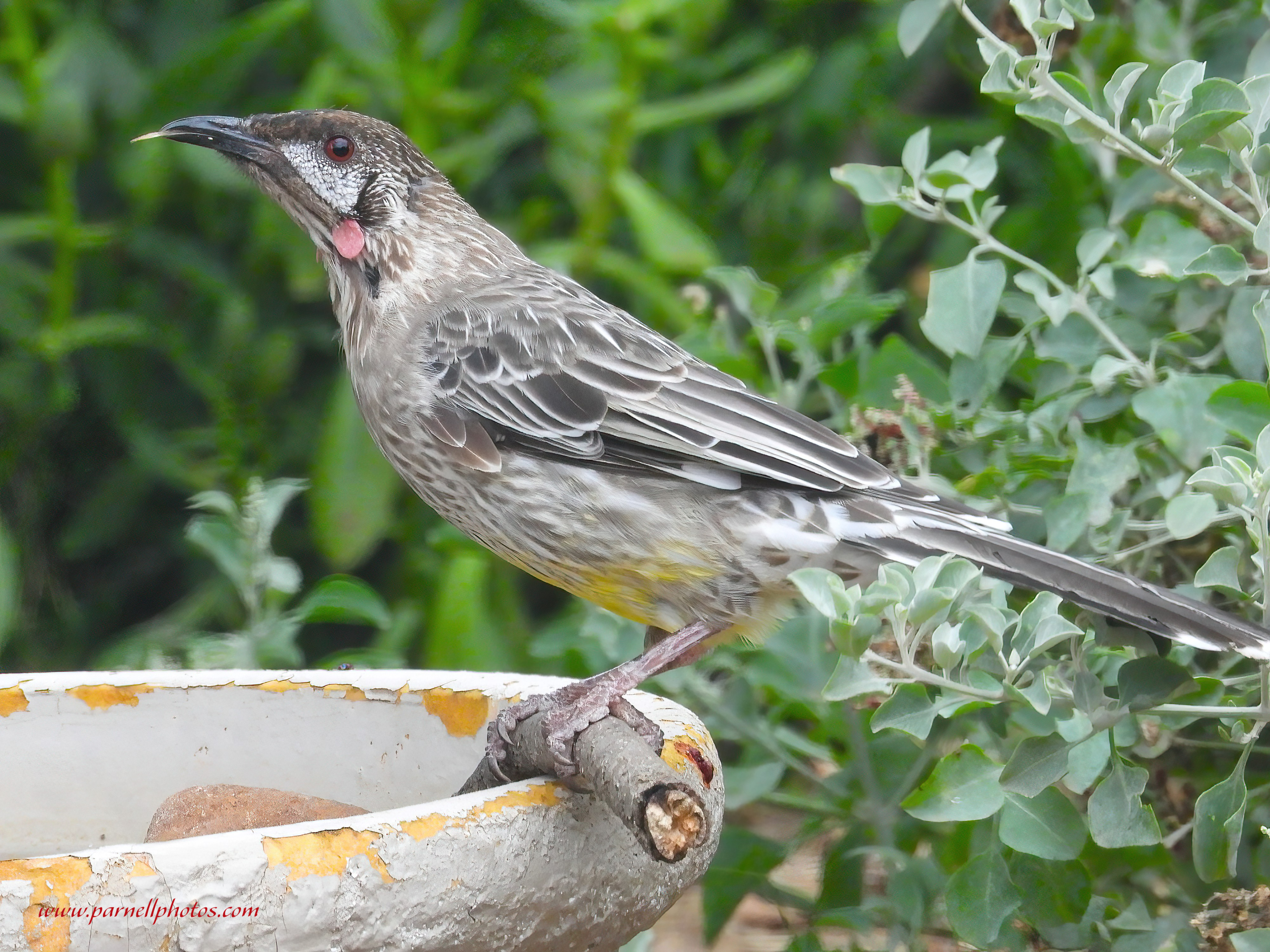 Red Wattlebird in Garden