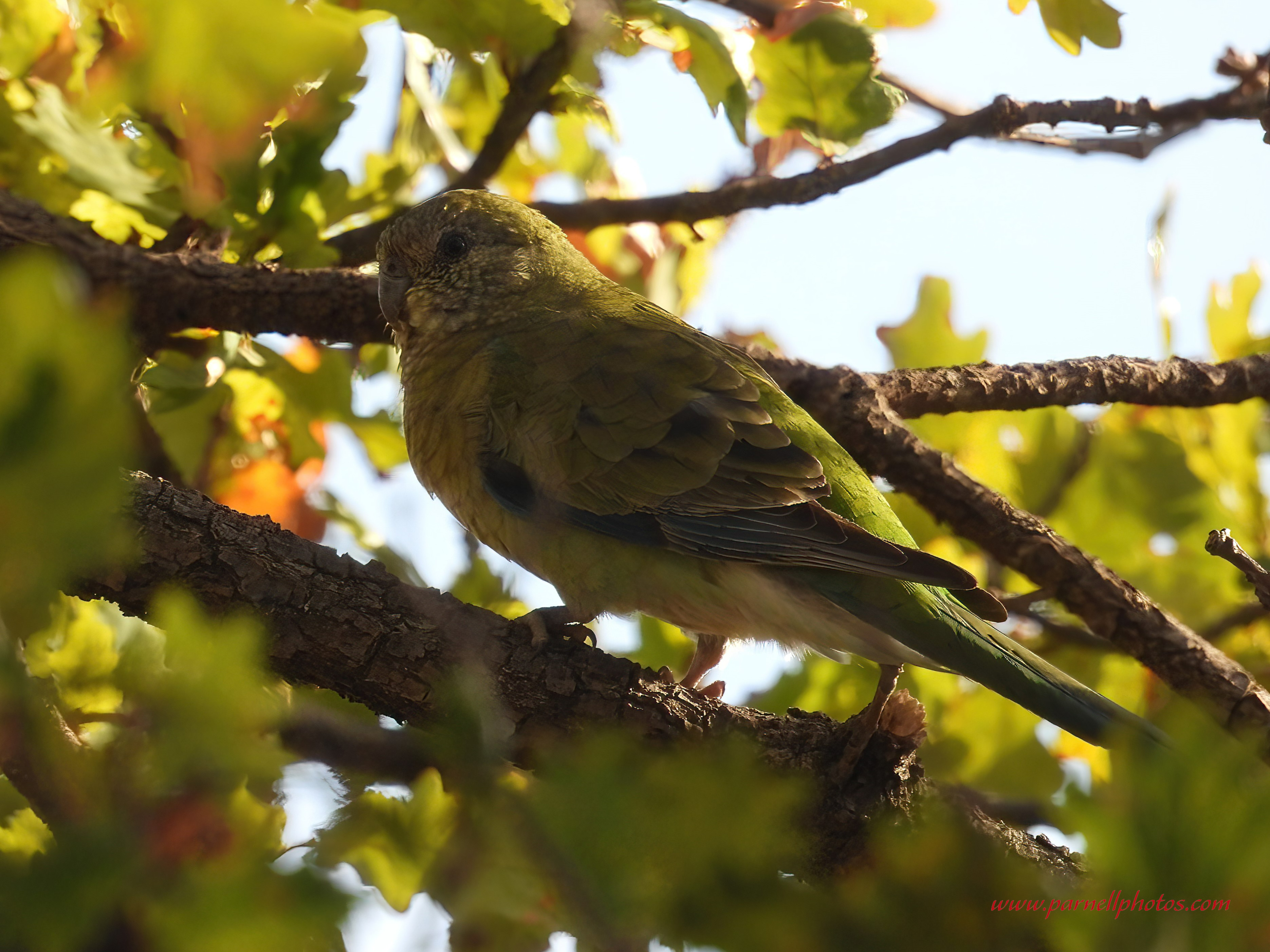 Red-rumped Parrot Greenery