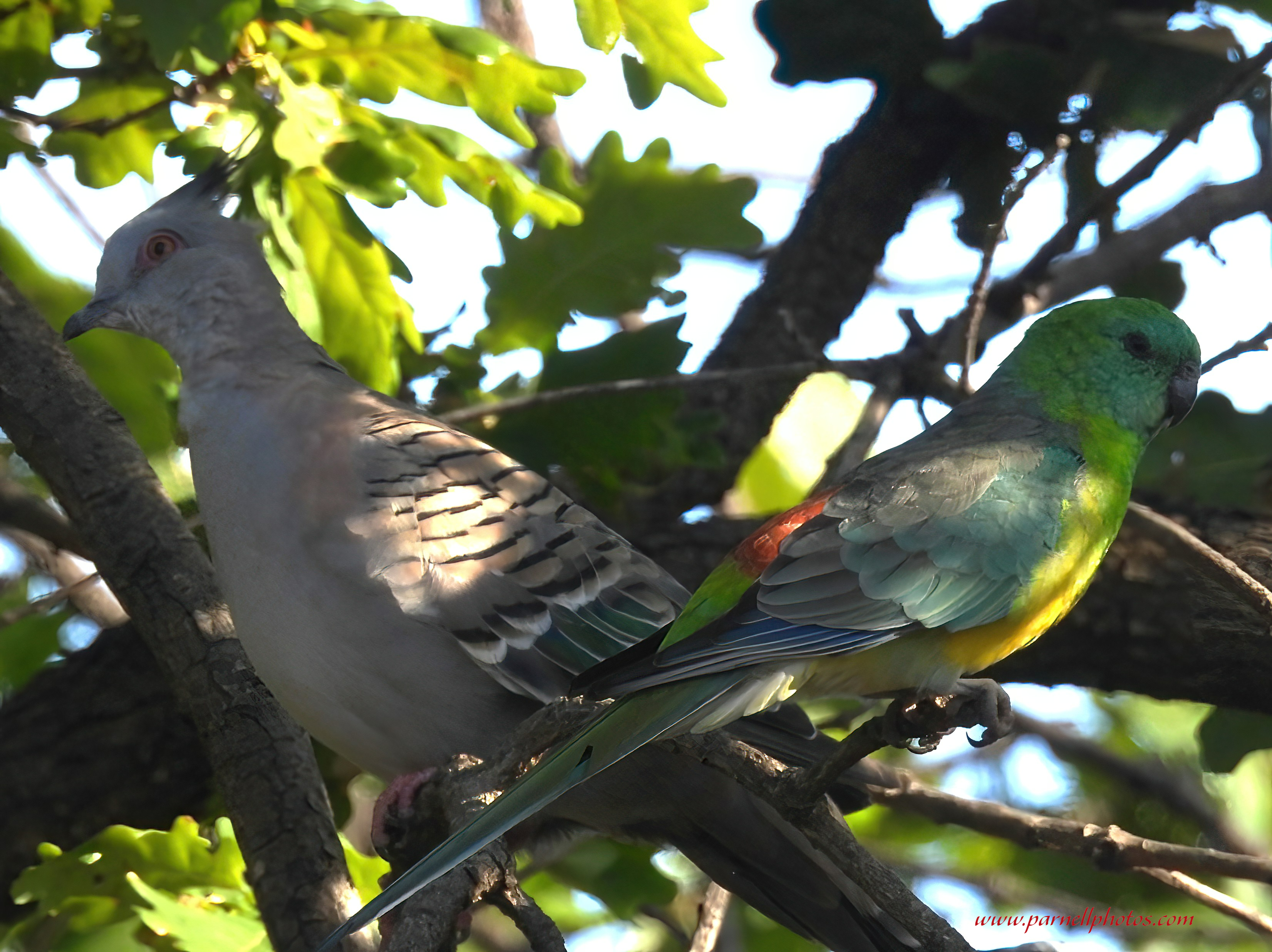 Red-rumped Parrot and Crested Pigeon