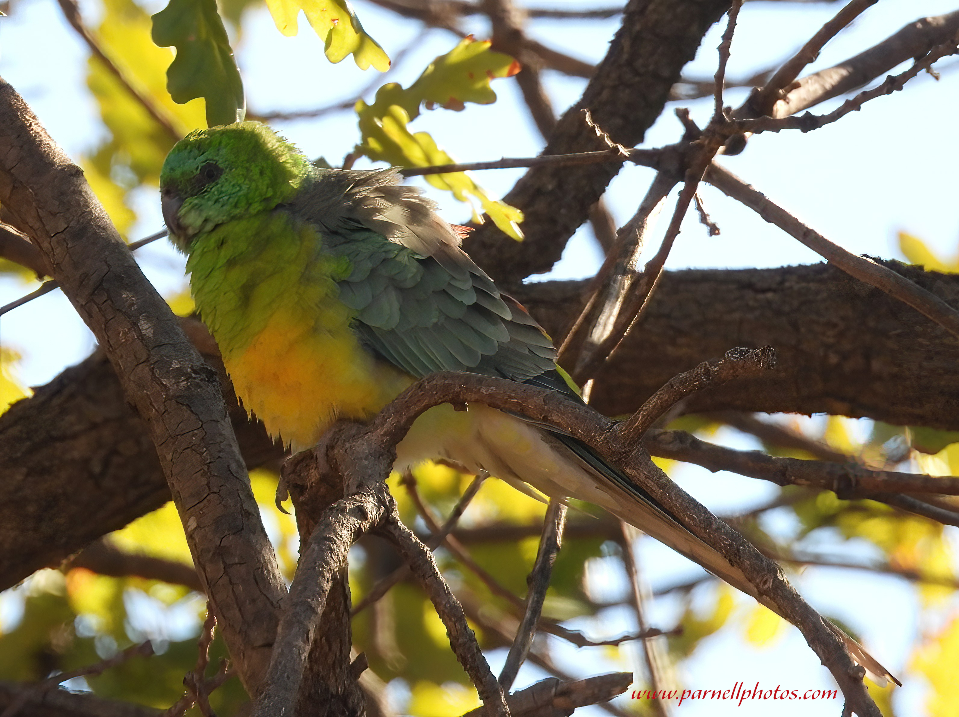 Red-rumped Parrot in Shade