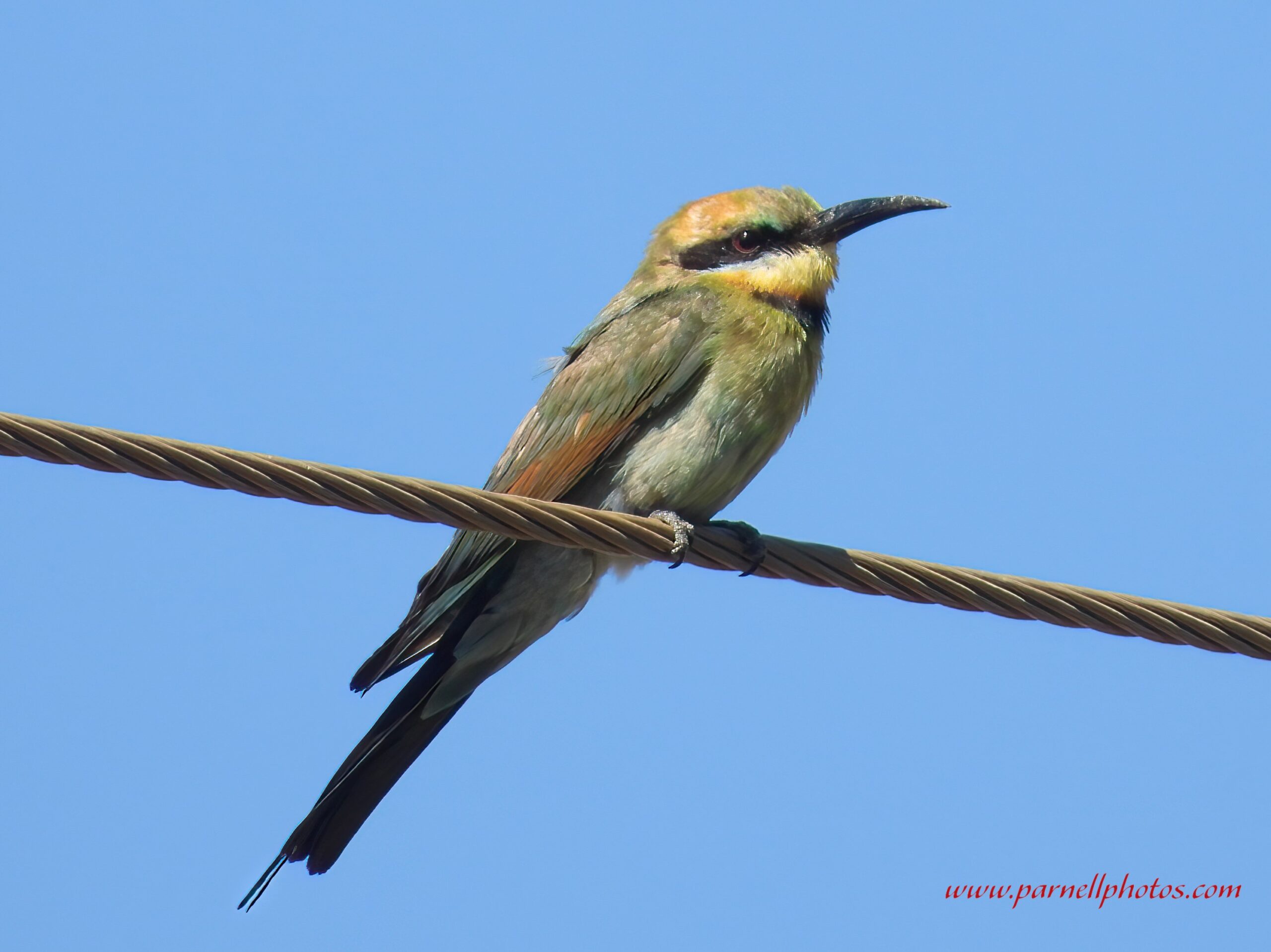 Rainbow Bee-eater on Wire