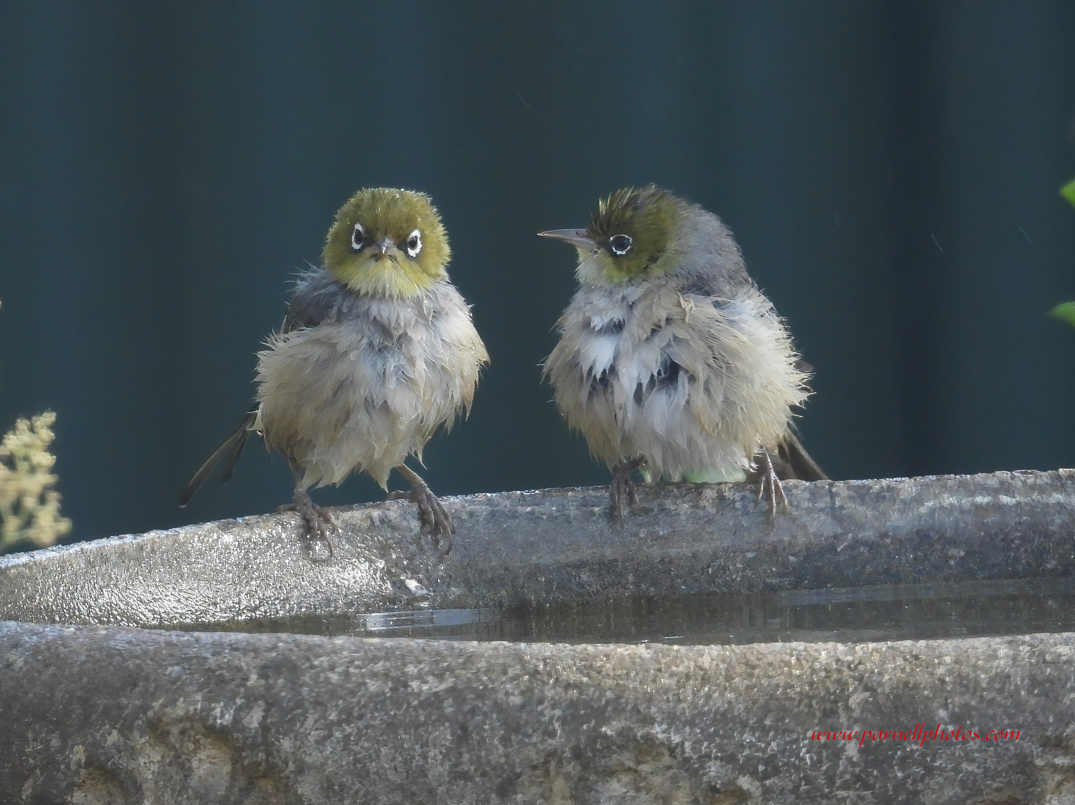 Silvereye After Bath