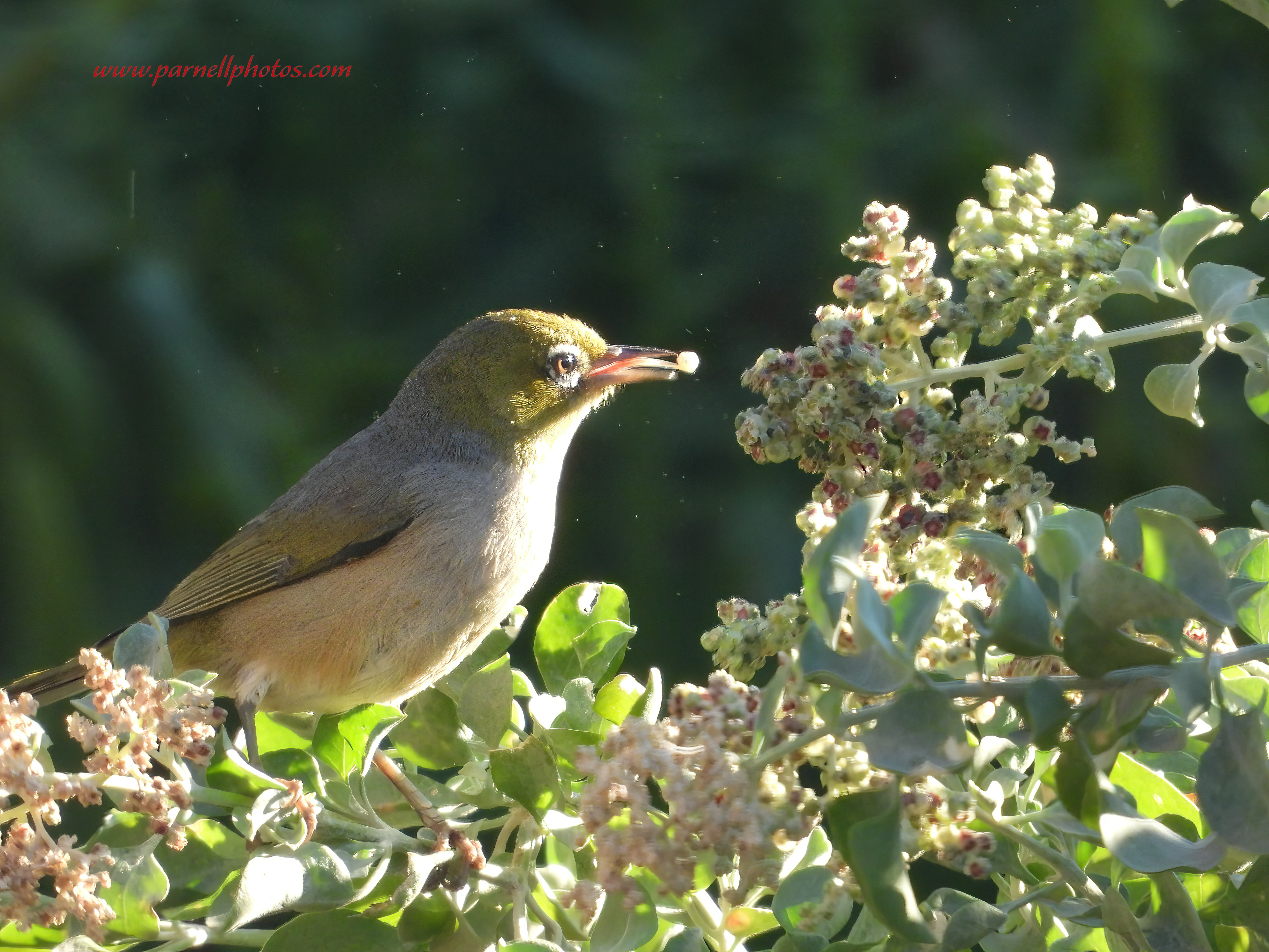 Silvereye Breakfast