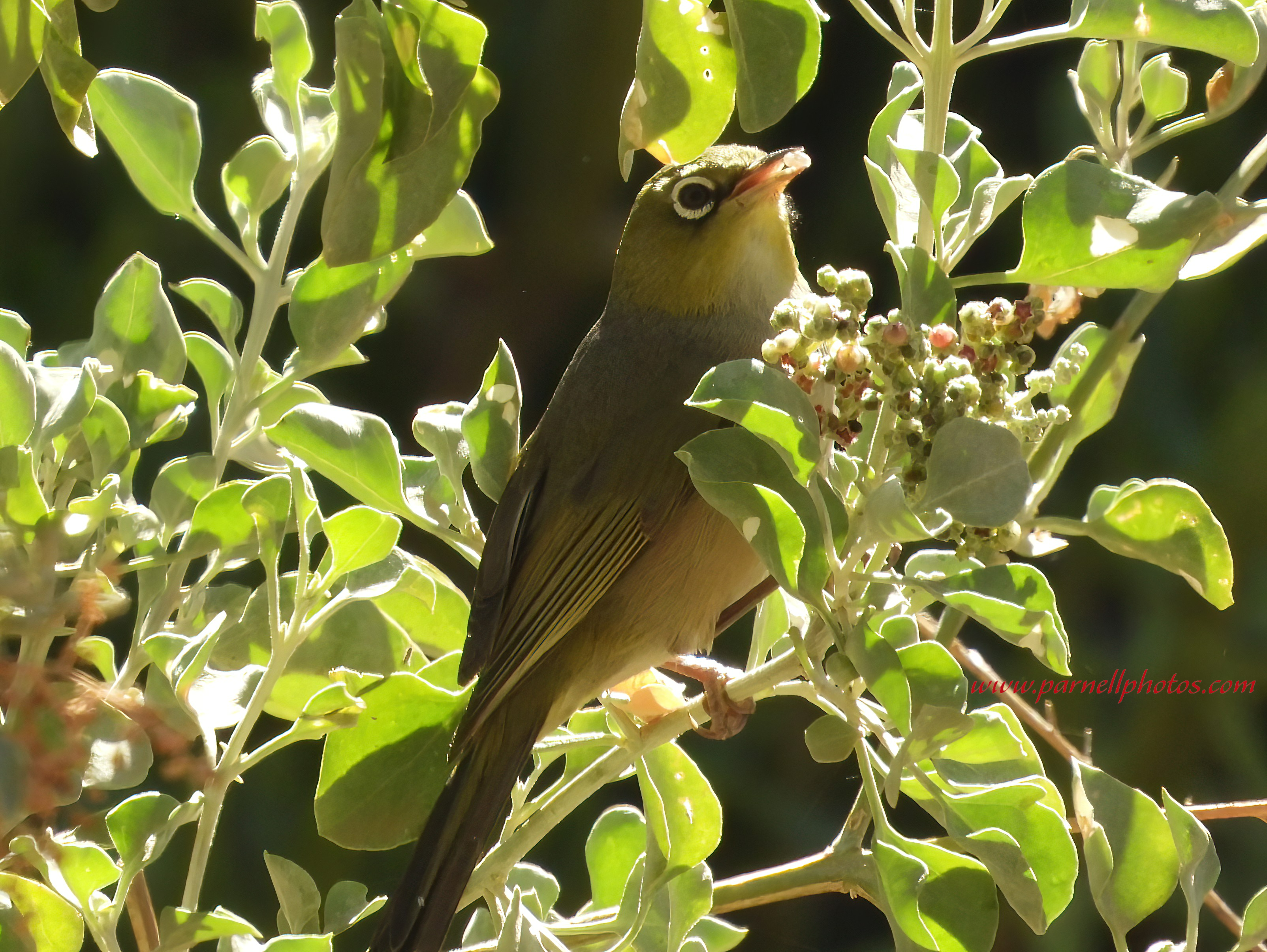 Silvereye Eating