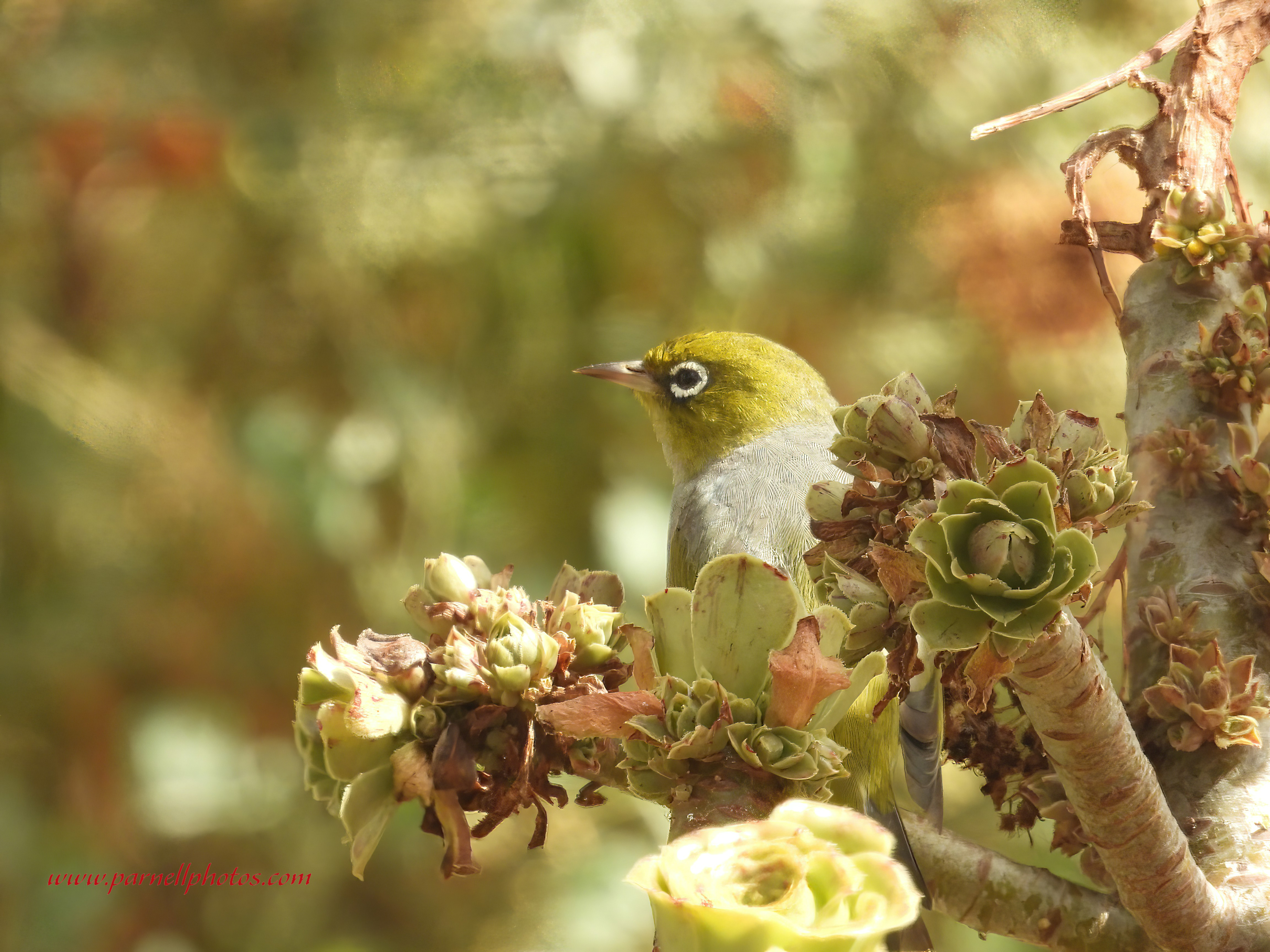 Silvereye Head Shot