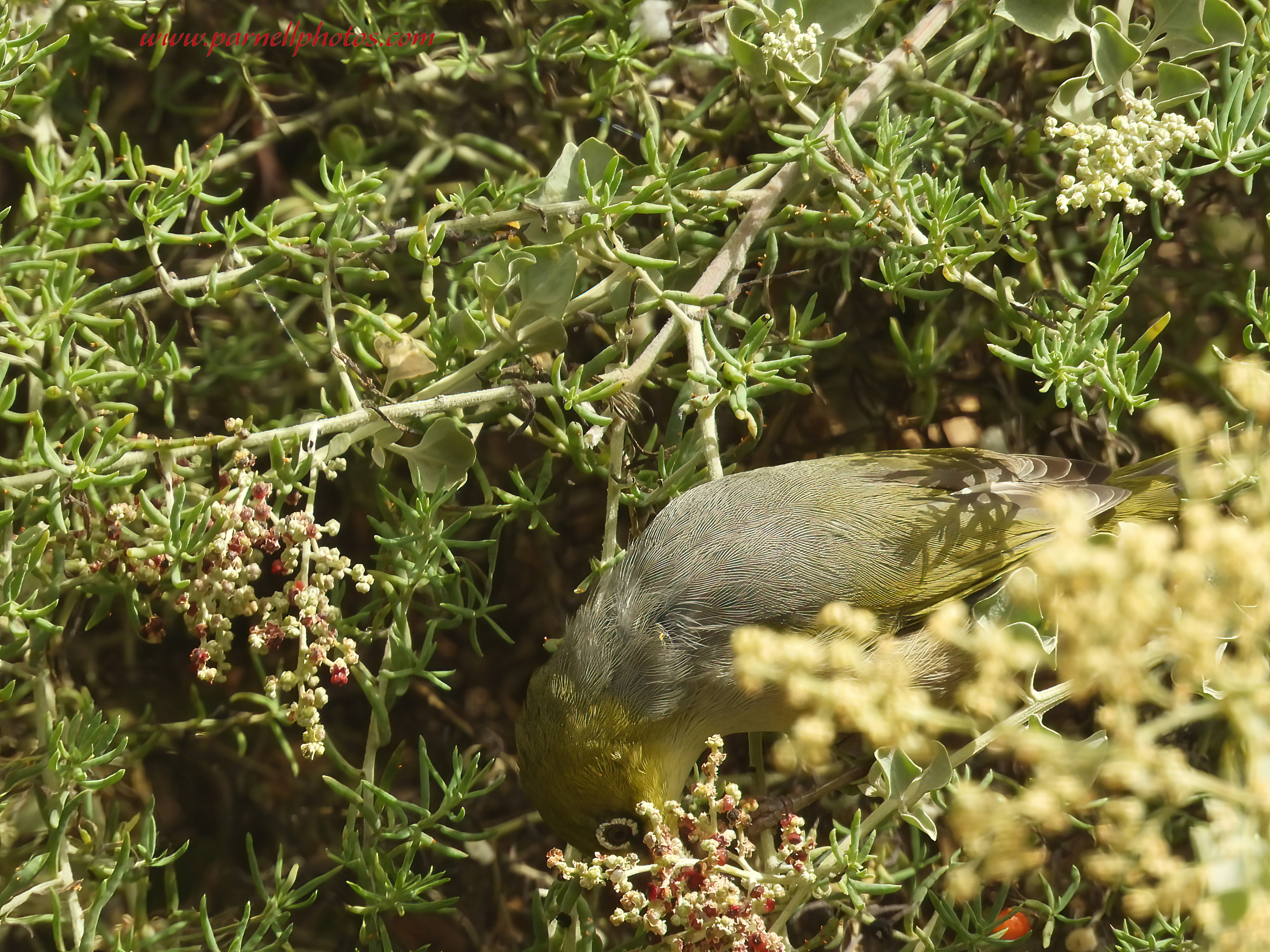 Silvereye Nibbling Salt Bush