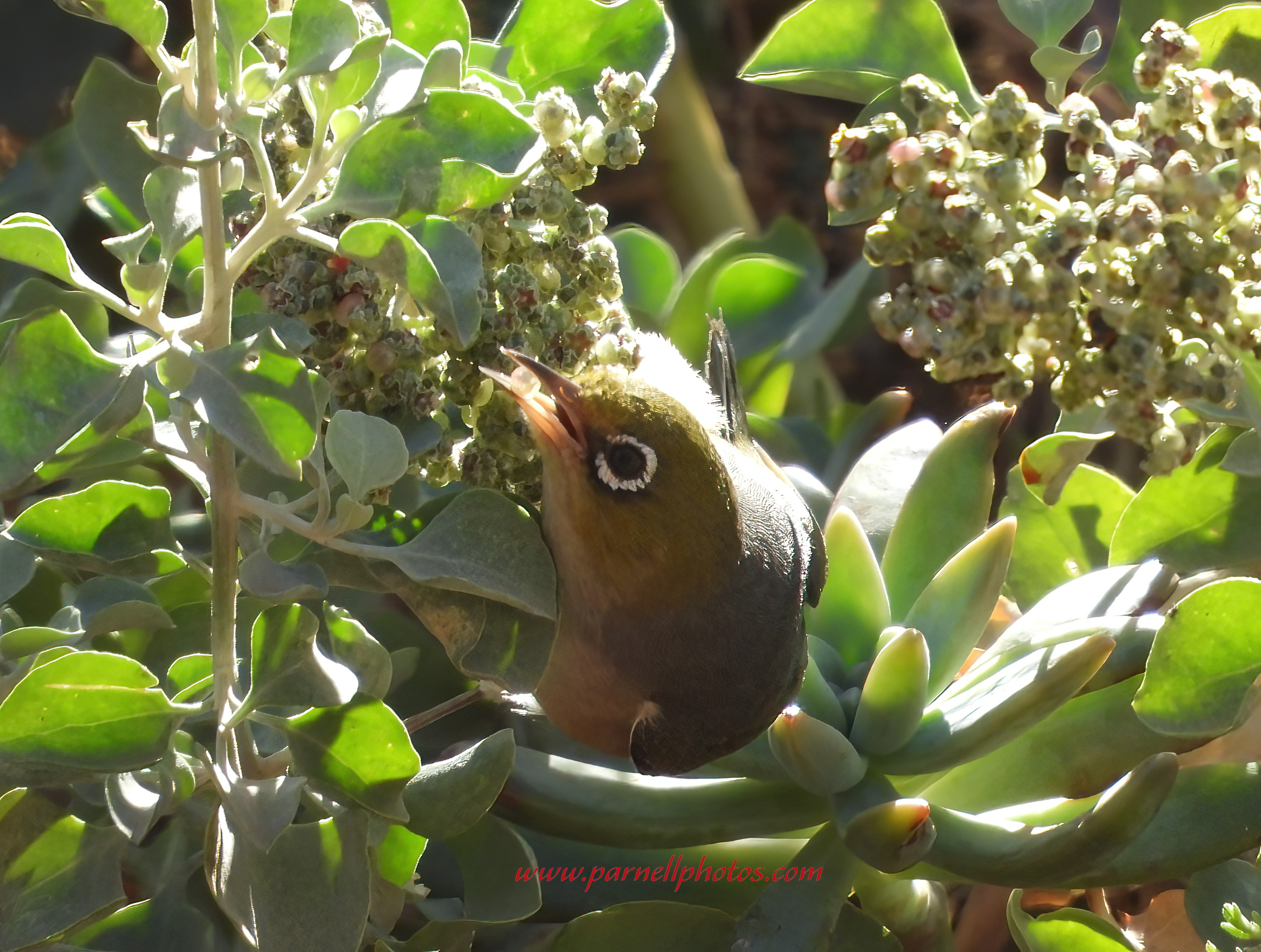 Silvereye Tasty Salt Bush