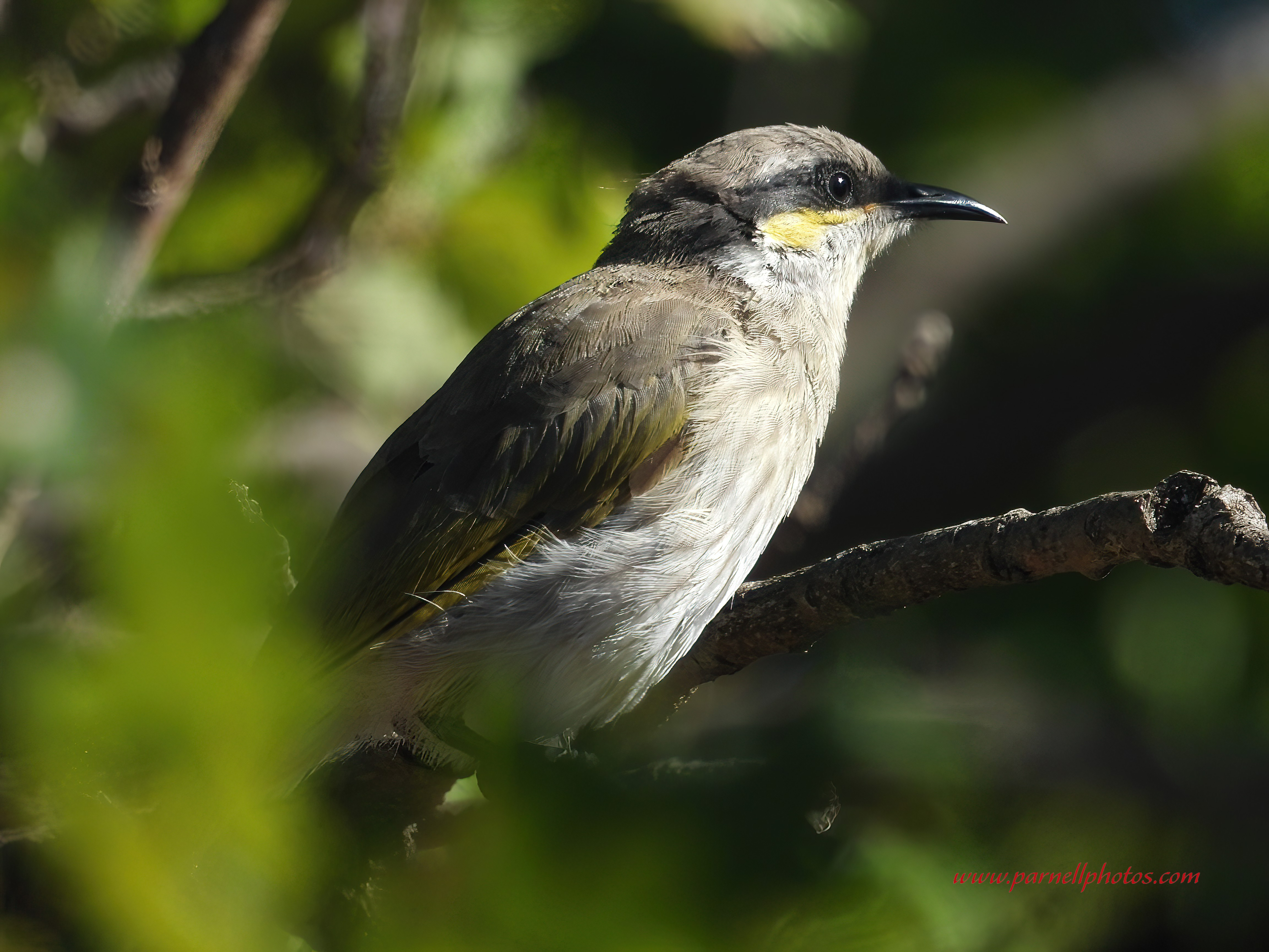 Singing Honeyeater Closeup