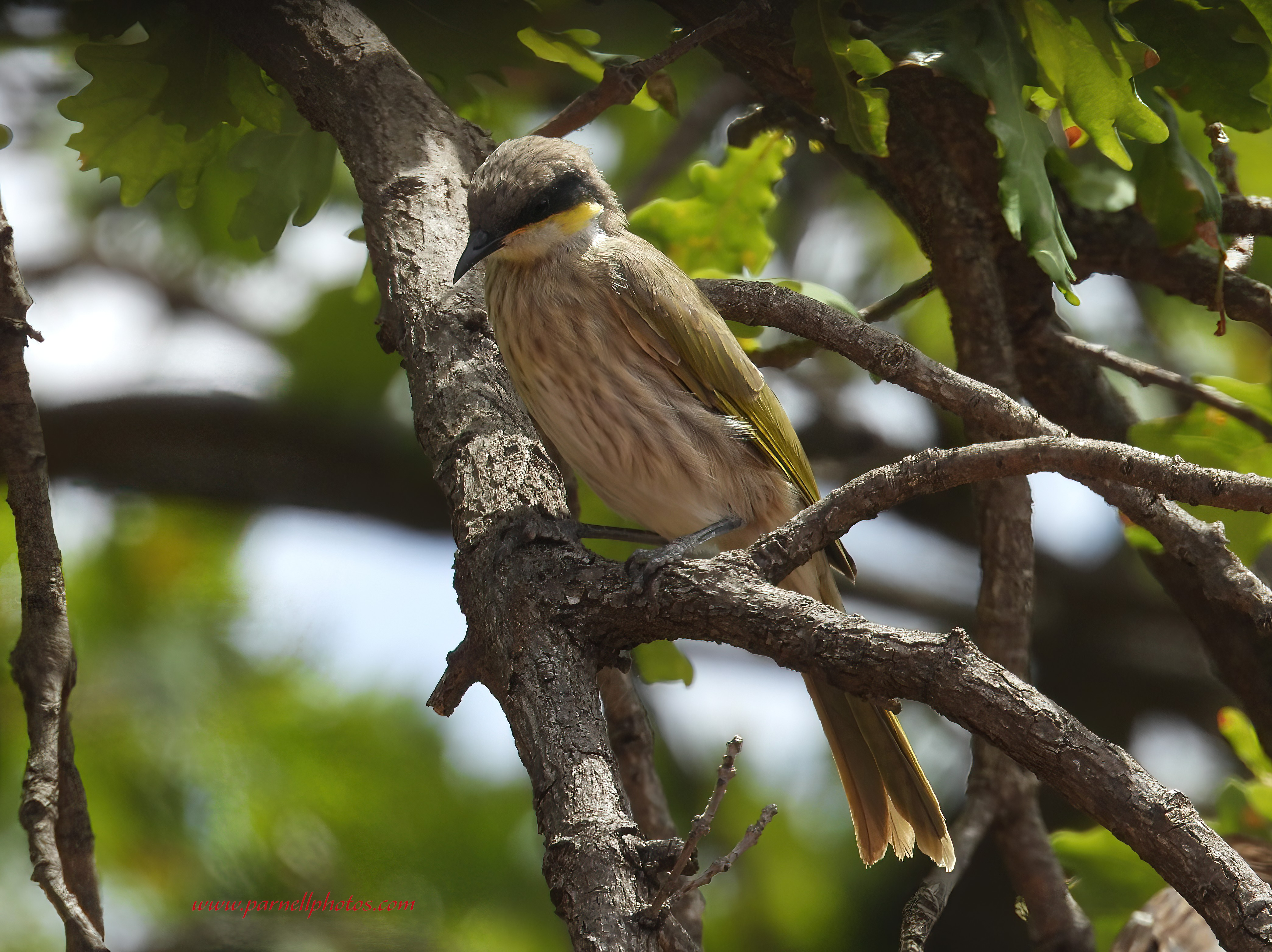 Singing Honeyeater Contemplating