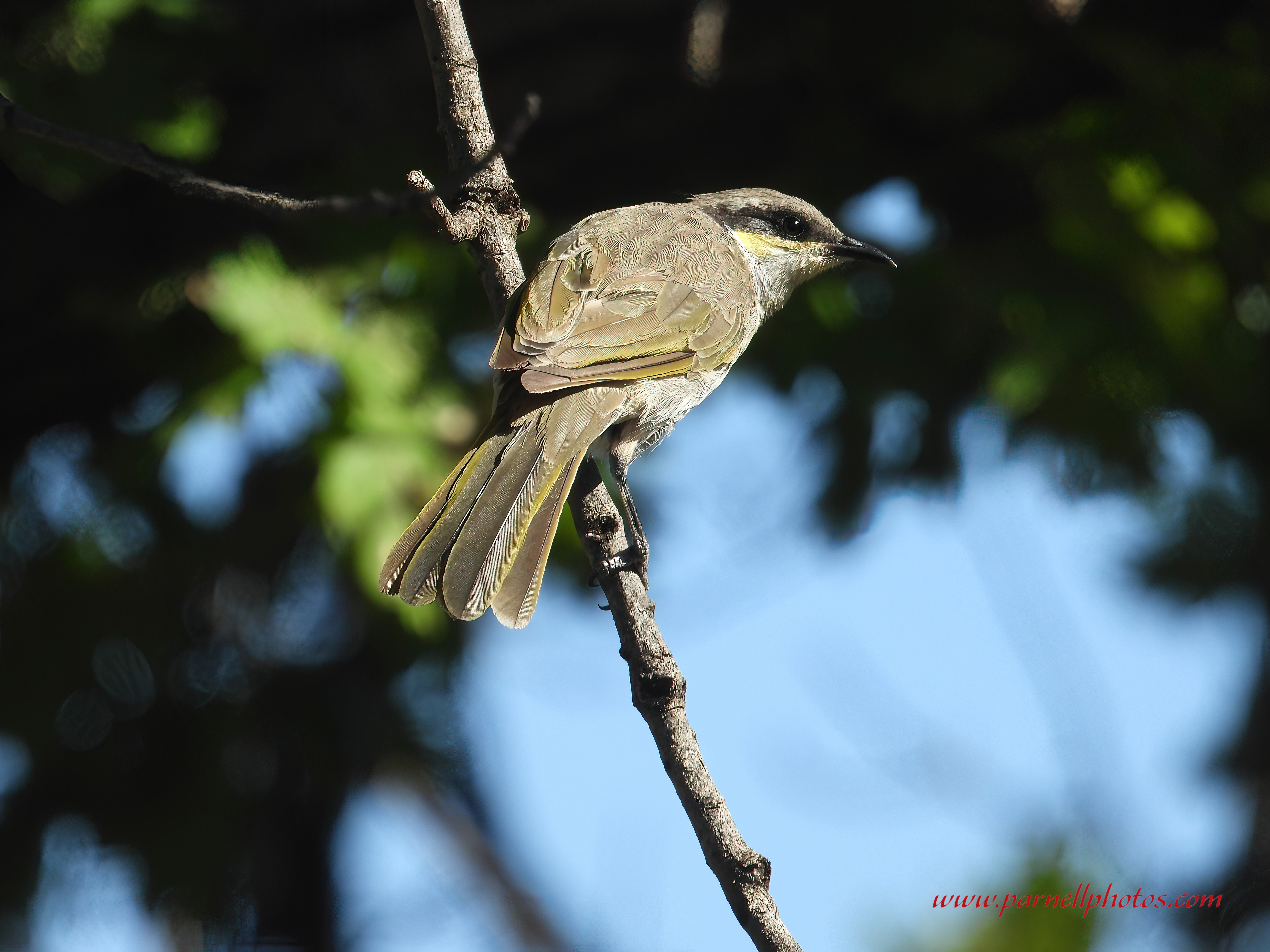 Singing Honeyeater Hanging Around