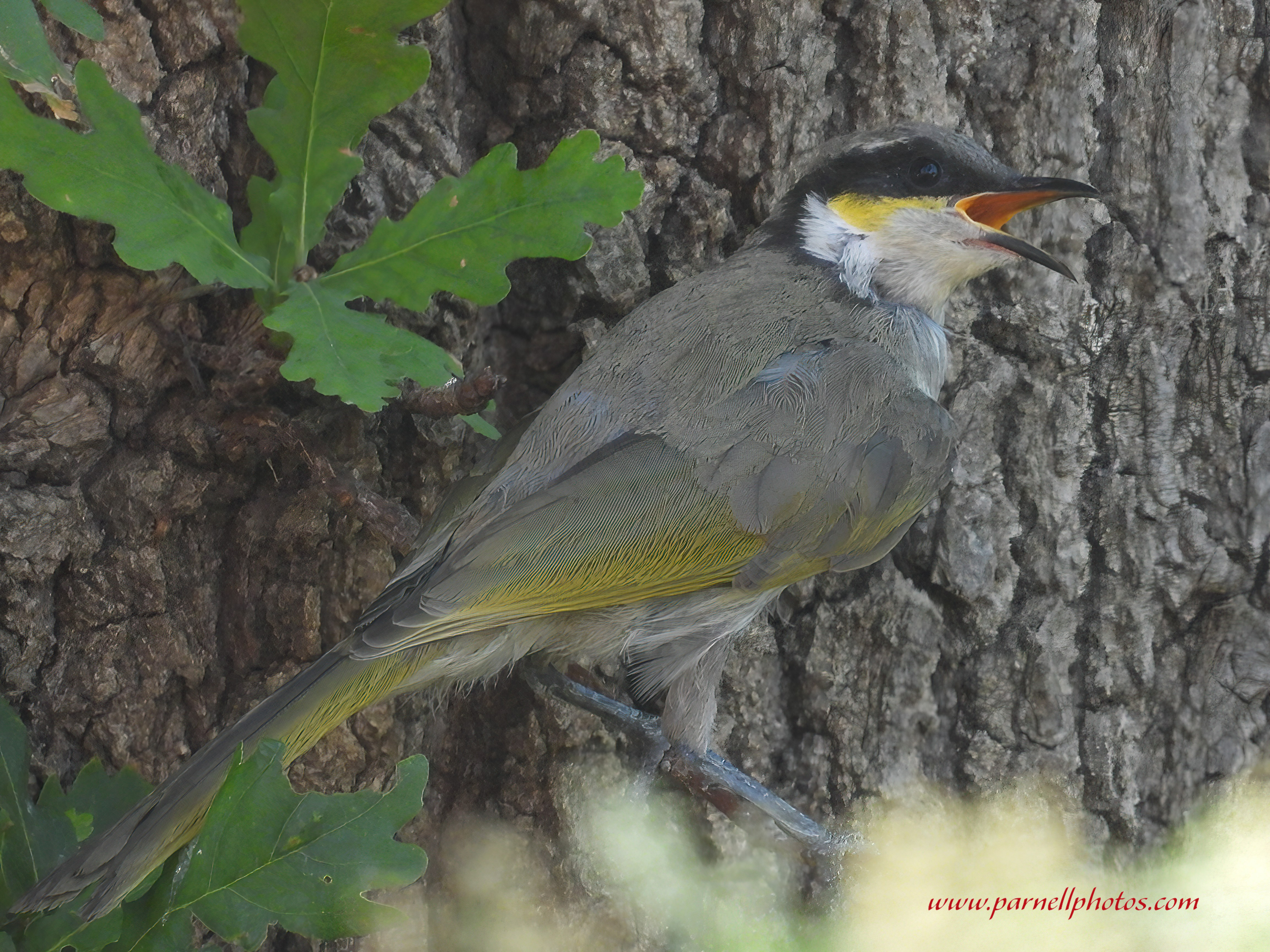 Singing Honeyeater on Trunk