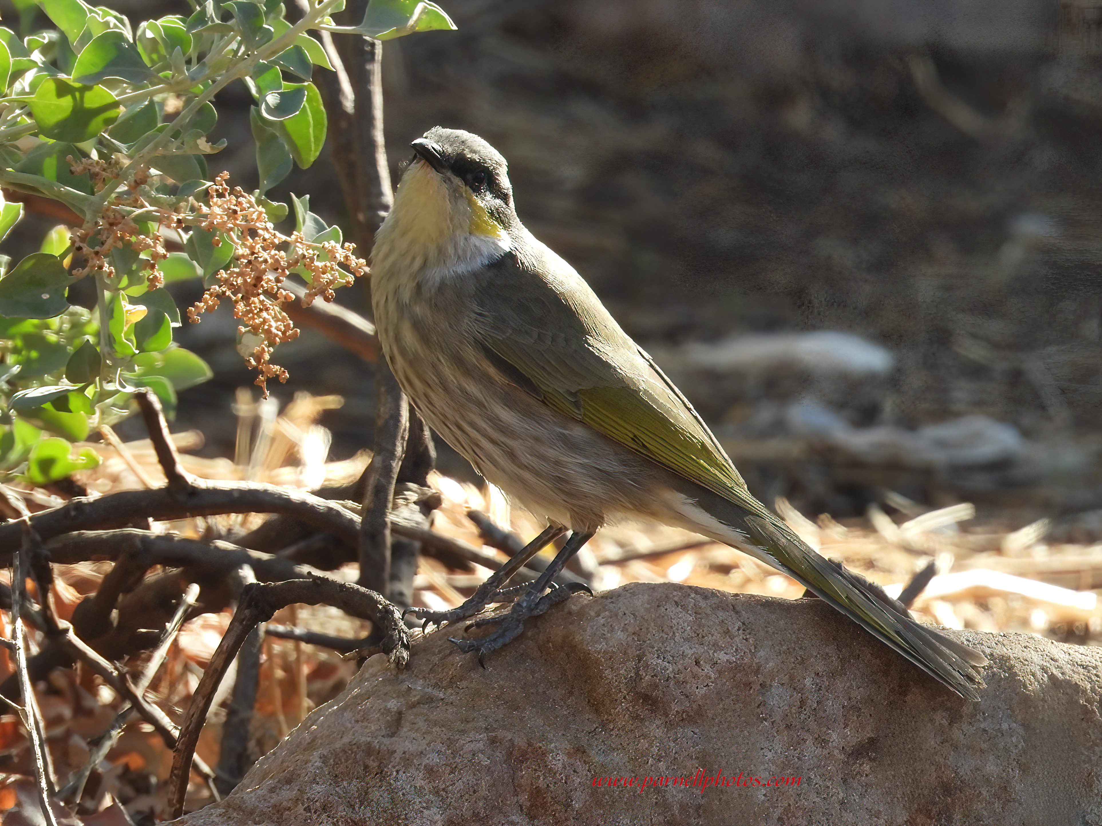 Singing Honeyeater on Rock