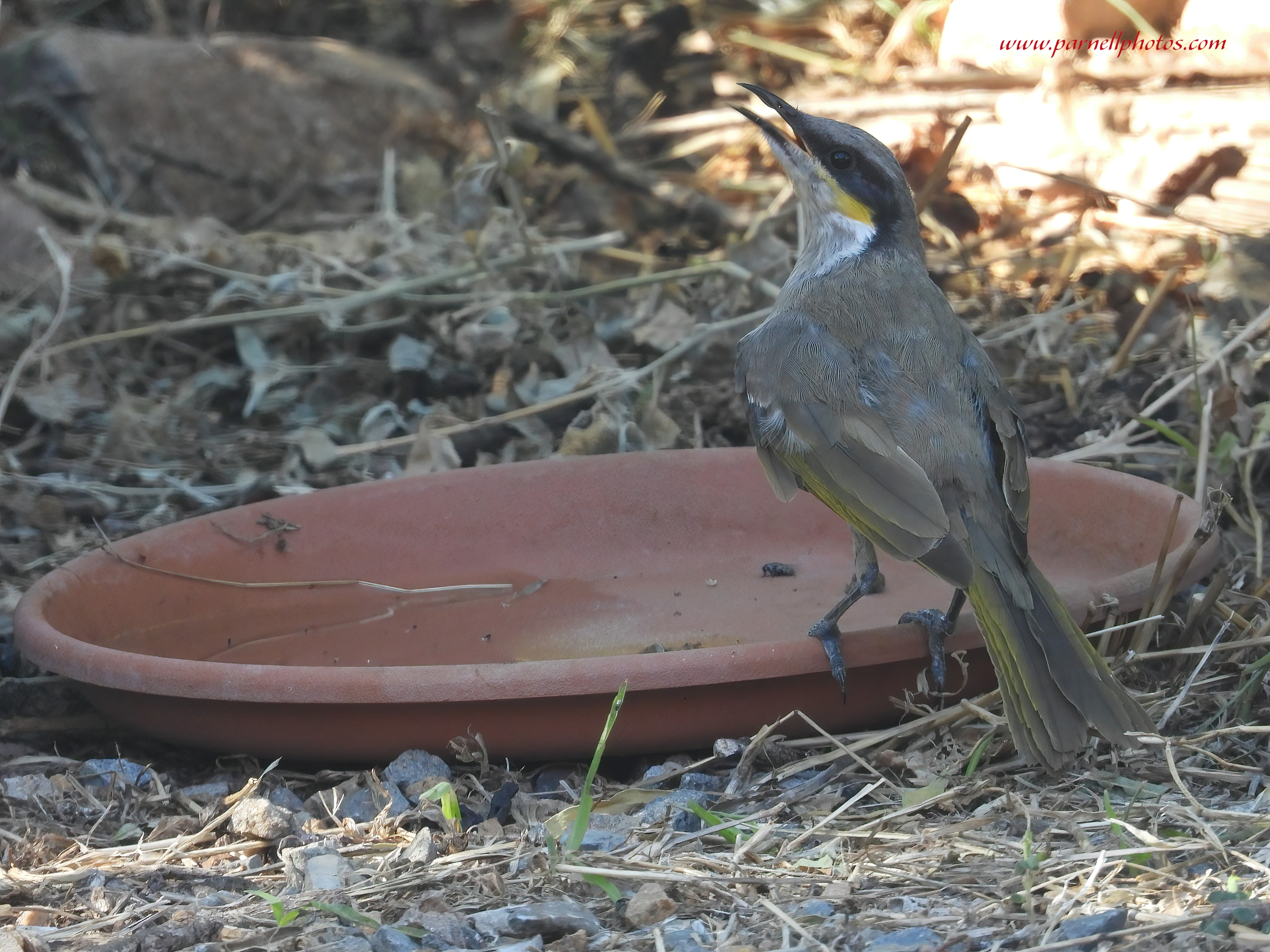 Singing Honeyeater on Saucer