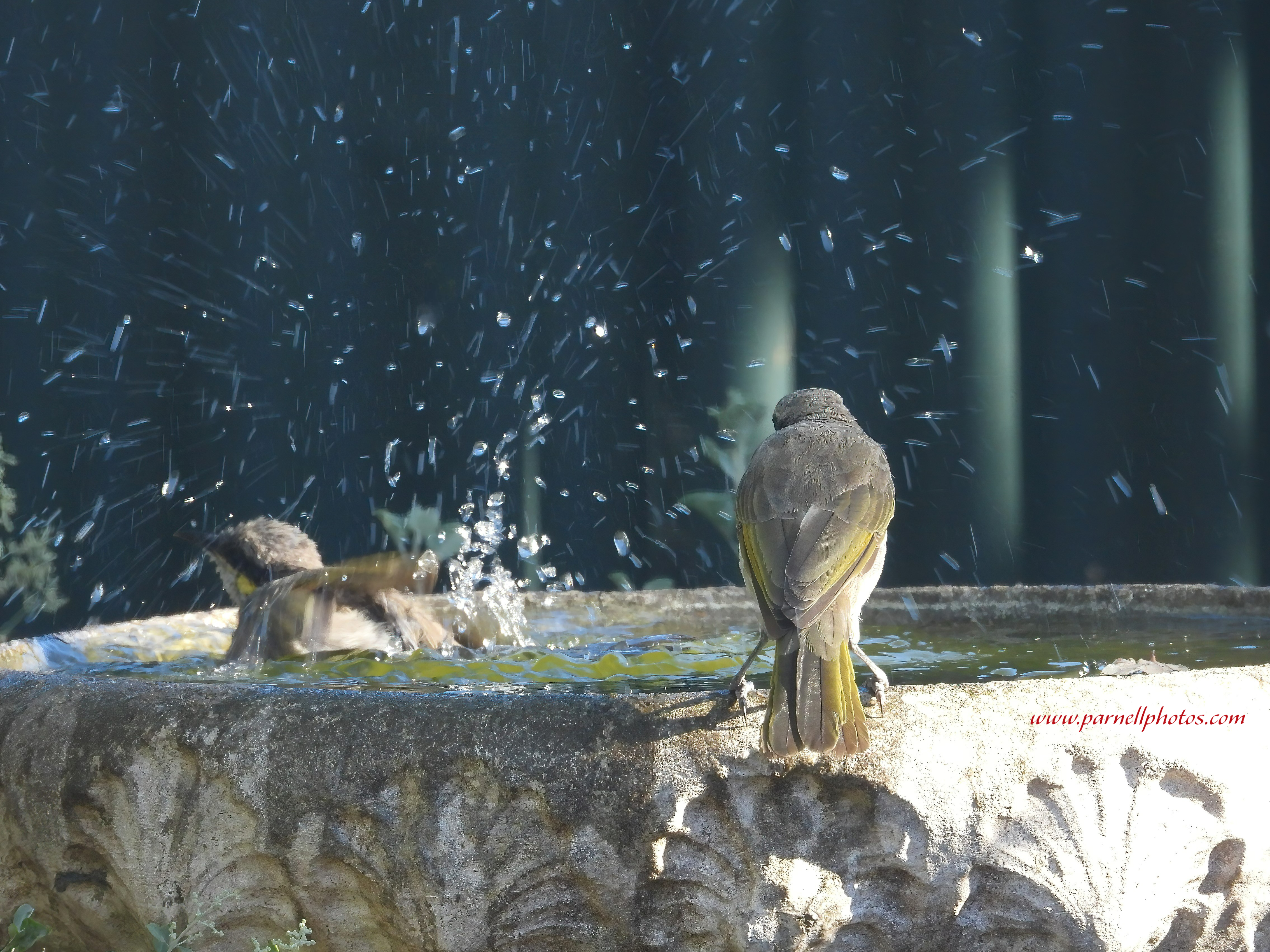 Singing Honeyeater Bath Time