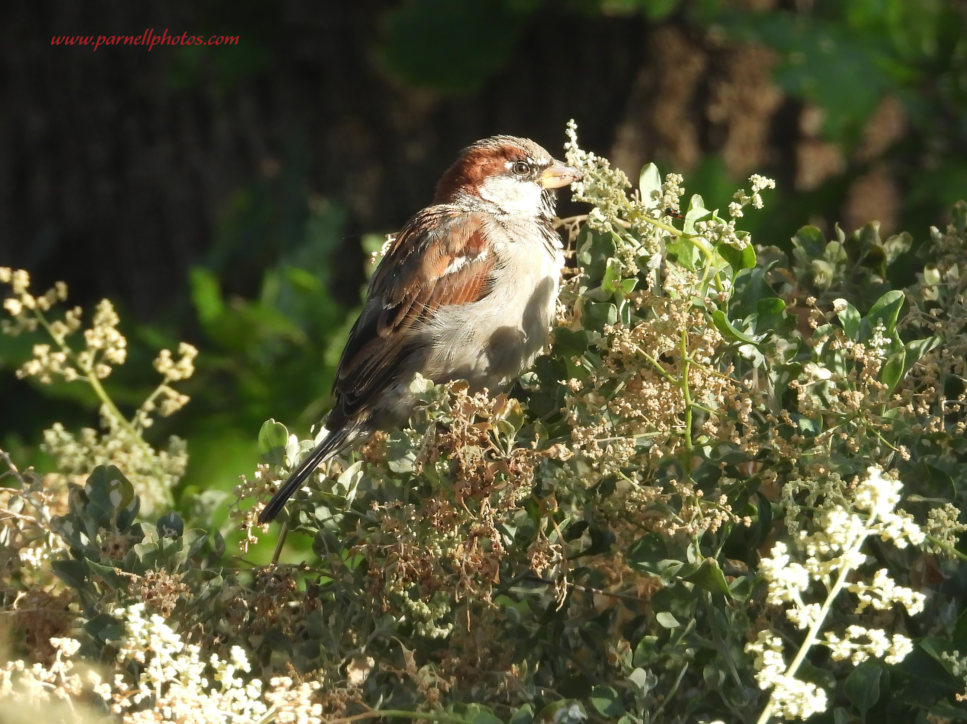 Sparrow in Salt Bush